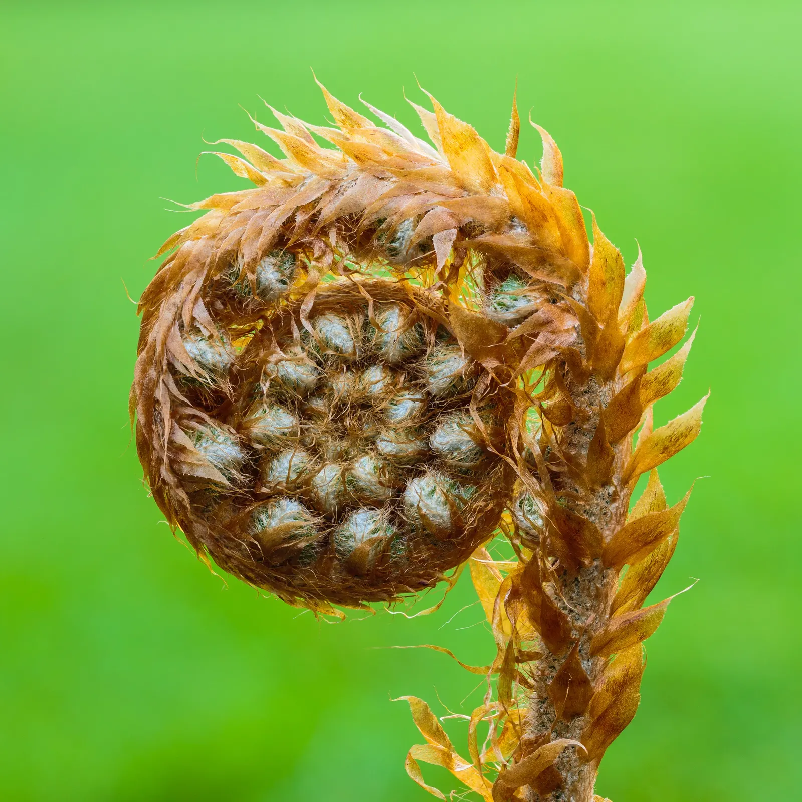 Alaska Fern (Polystichum Setiferum) — The cascading nature of its fronds also makes it suitable for use in terraced gardens or slopes