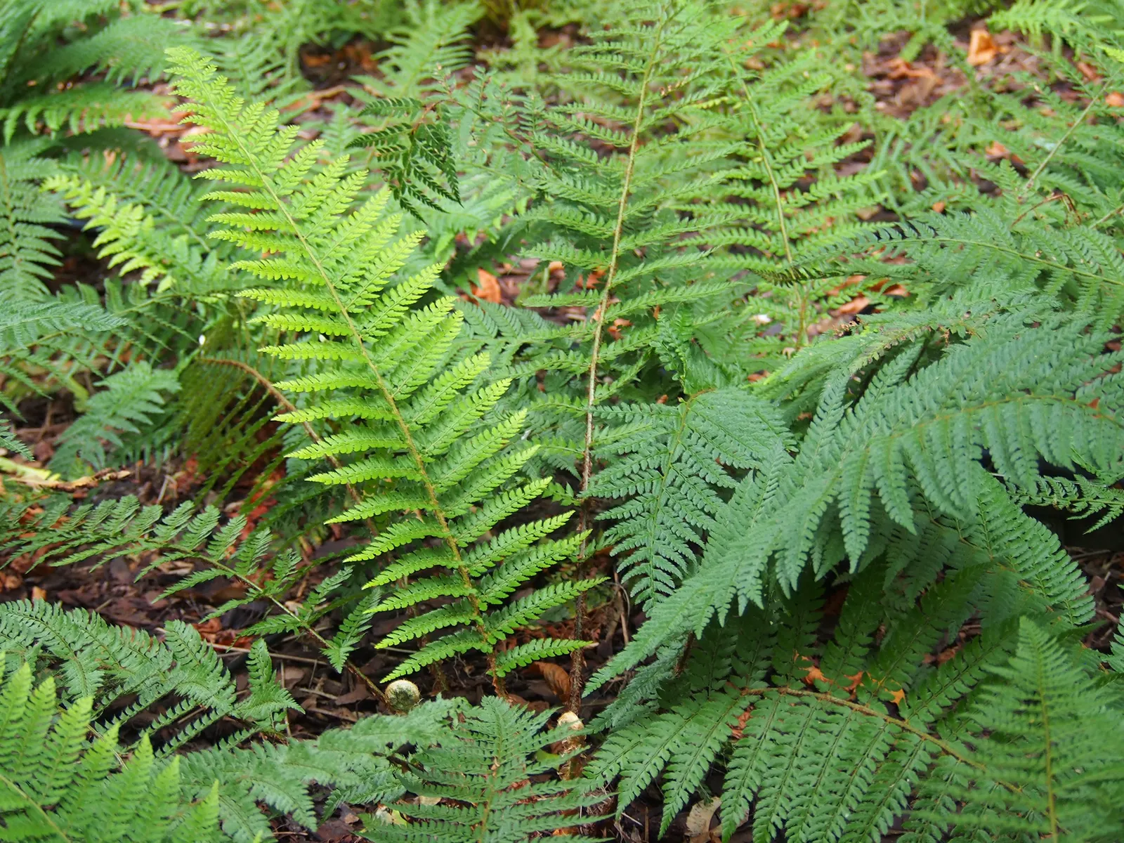Alaska Fern (Polystichum Setiferum) — finely divided fronds that extend up to 2-3 feet long; although it tolerates a range of soil types, image 107
