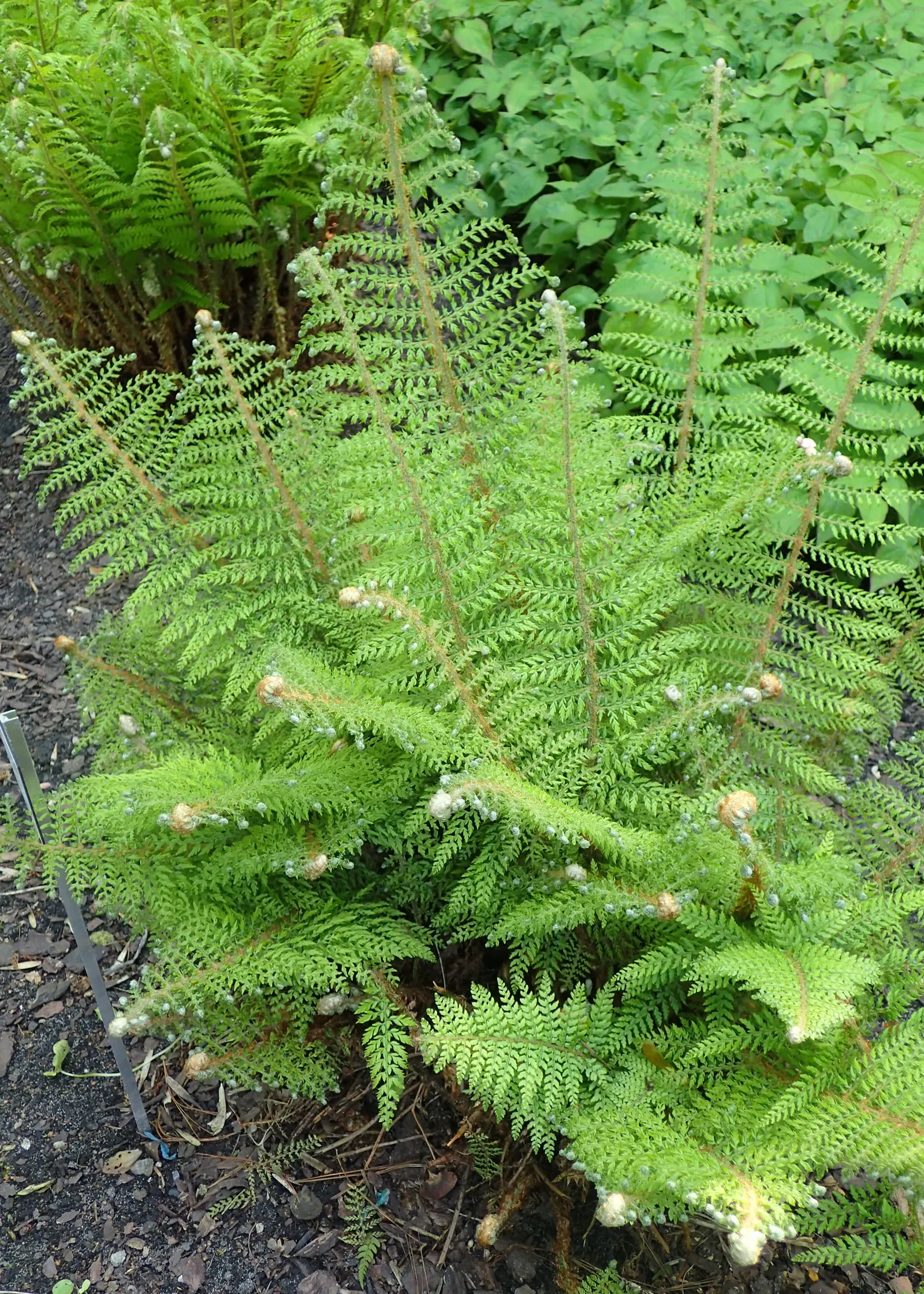 Alaska Fern (Polystichum Setiferum) — scientifically named Polystichum setiferum