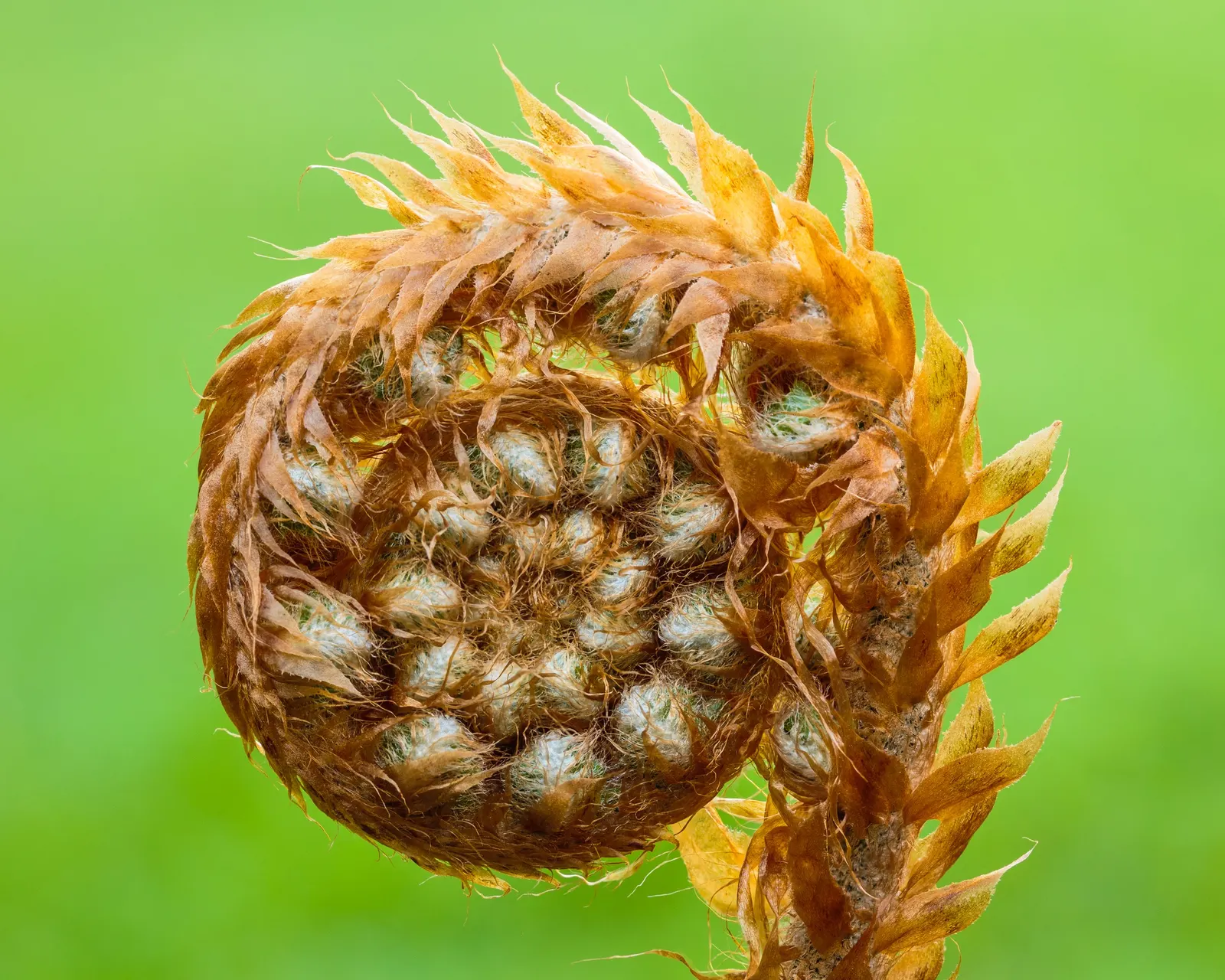 Alaska Fern (Polystichum Setiferum) — This species is renowned for its lush