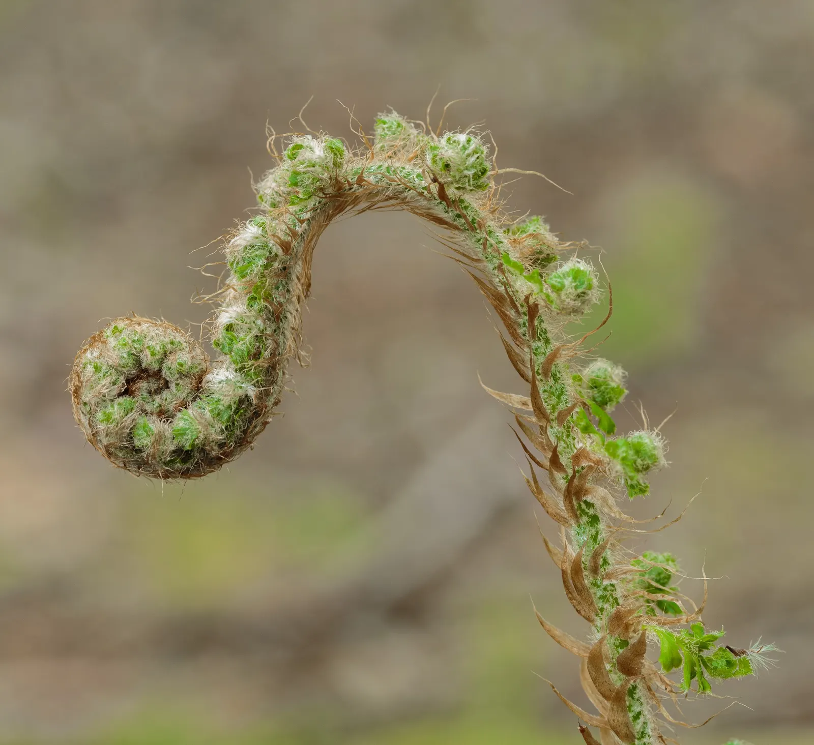 Alaska Fern (Polystichum Setiferum) — or as a complement to other shade-loving plants in a mixed bed