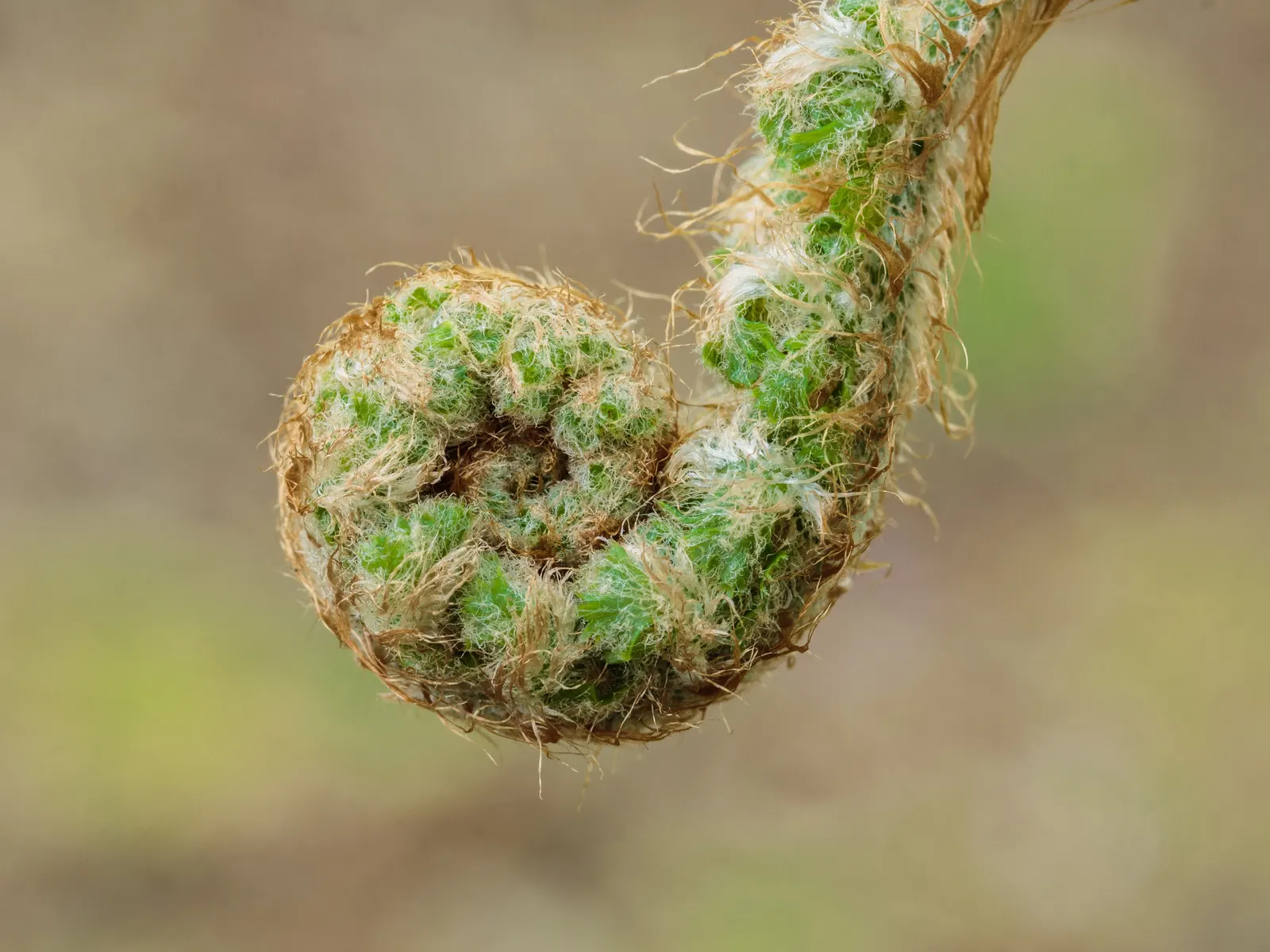 Alaska Fern (Polystichum Setiferum) — Although it tolerates a range of soil types