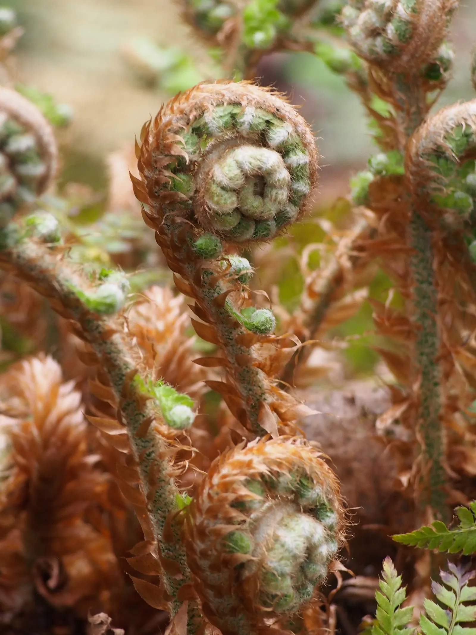 Alaska Fern (Polystichum Setiferum) — Although it tolerates a range of soil types, image 116