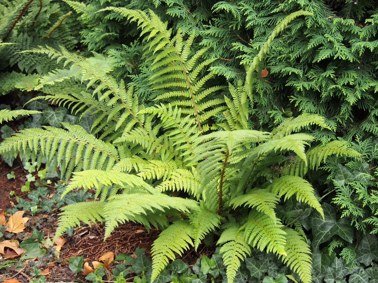 Alaska Fern (Polystichum Setiferum) — feathery fronds that provide textural contrast in garden landscapes; although it tolerates a range of soil, image 113