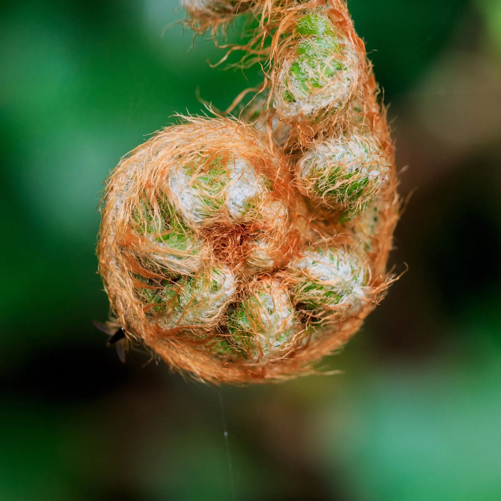 Alaska Fern (Polystichum Setiferum) — well-drained soil enriched with organic matter