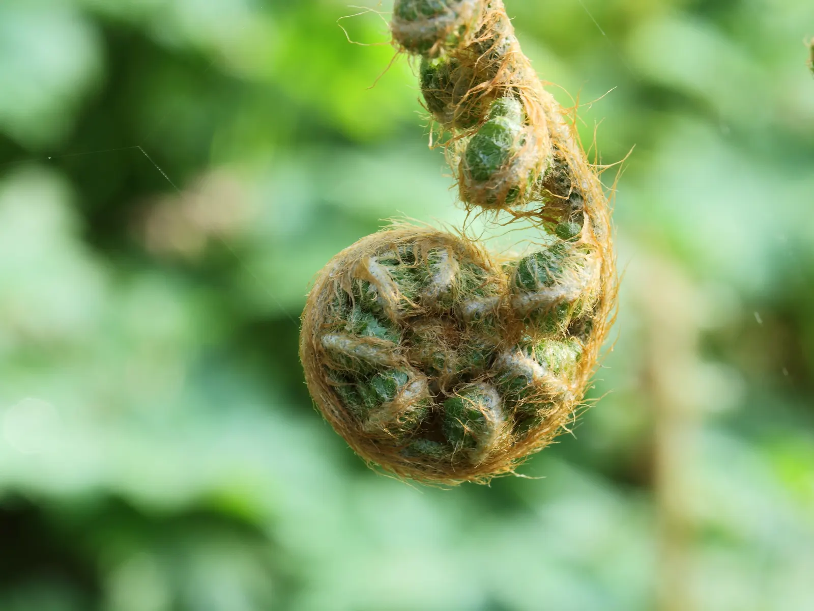 Alaska Fern (Polystichum Setiferum) — the Alaska Fern is low maintenance