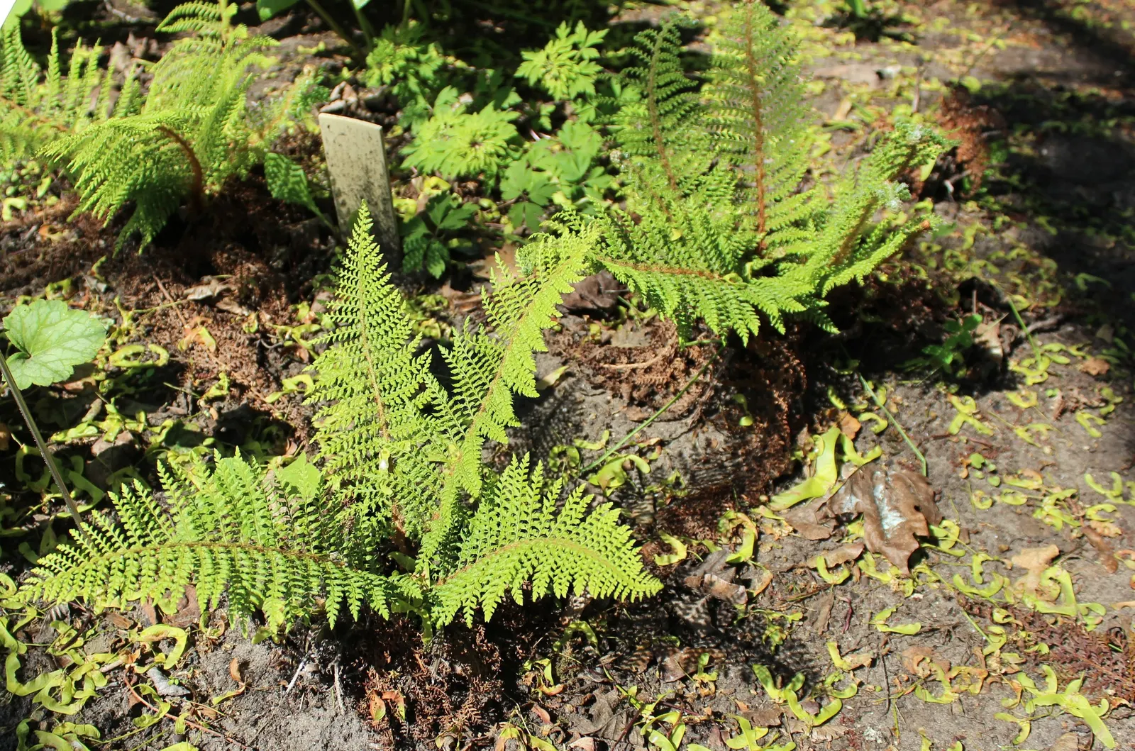 Alaska Fern (Polystichum Setiferum) — requiring minimal attention once established; enriching woodland gardens with its feathery texture, image 124