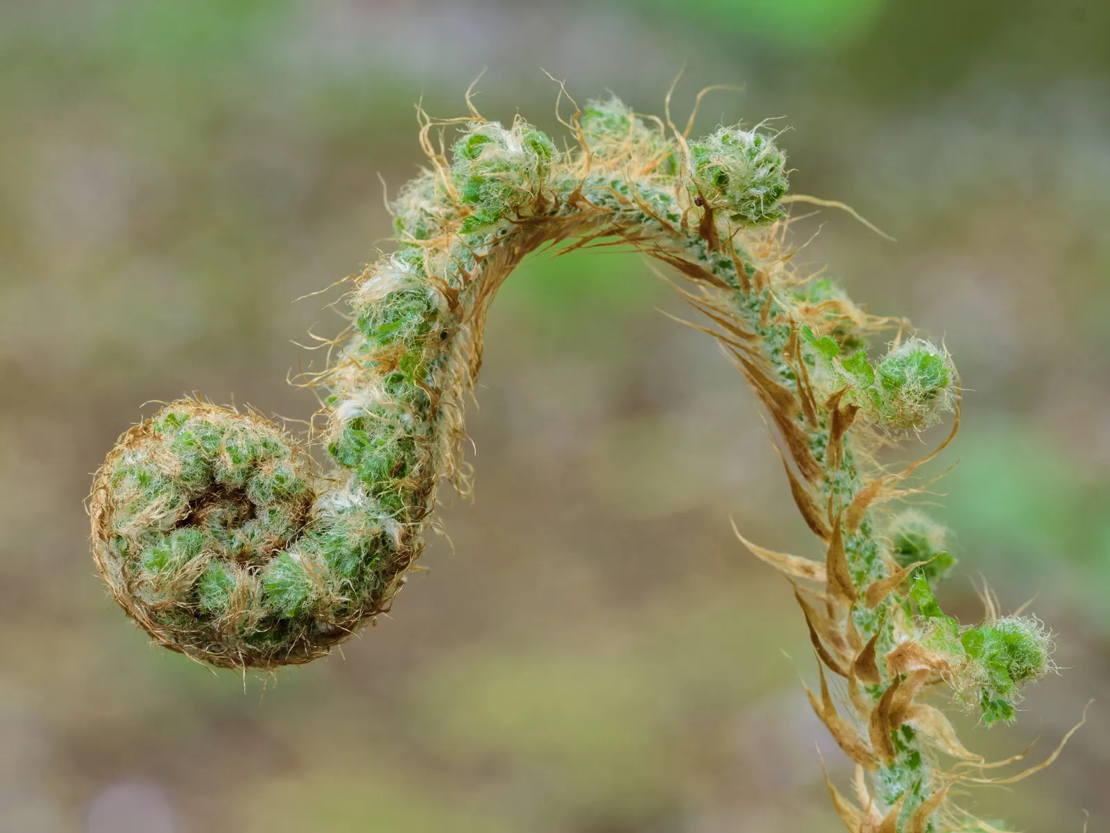 Alaska Fern (Polystichum Setiferum) — They are ideal for shaded borders