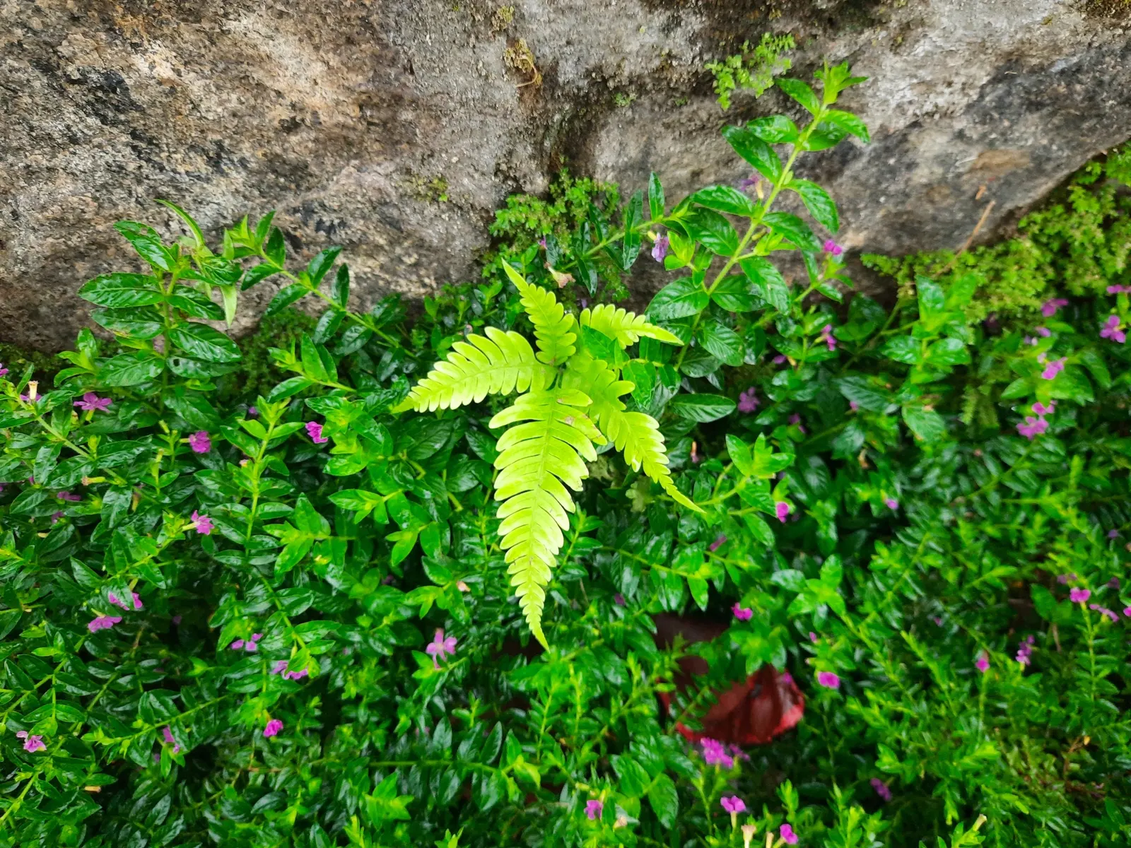 Alaska Fern (Polystichum Setiferum) — This species thrives in partial to full shade and prefers moist