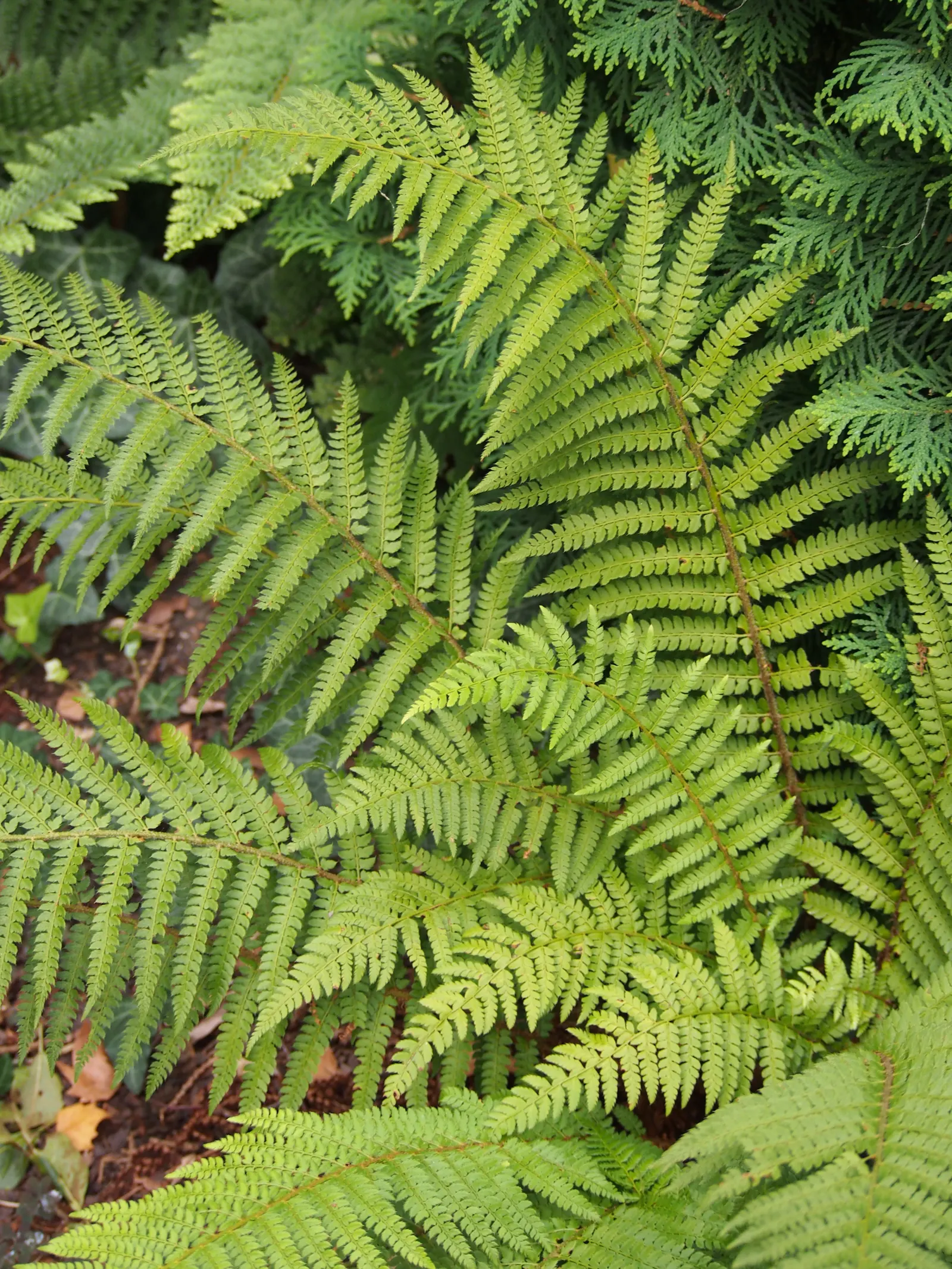 Alaska Fern (Polystichum Setiferum) — well-drained soil enriched with organic matter; enriching woodland gardens with its feathery texture, image 115