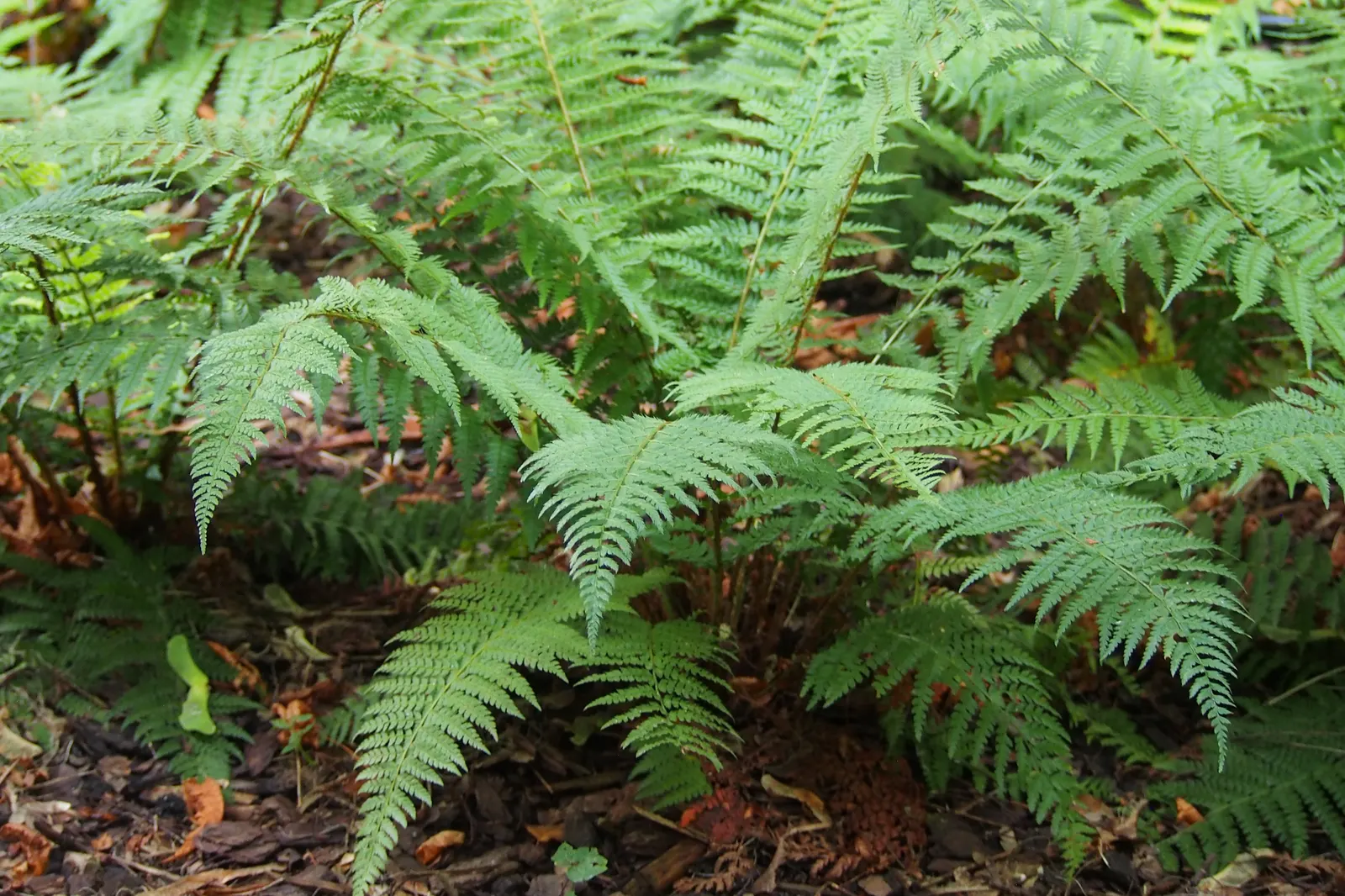 Alaska Fern (Polystichum Setiferum) — is a perennial fern recognizable by its lacy; enriching woodland gardens with its feathery texture, image 127