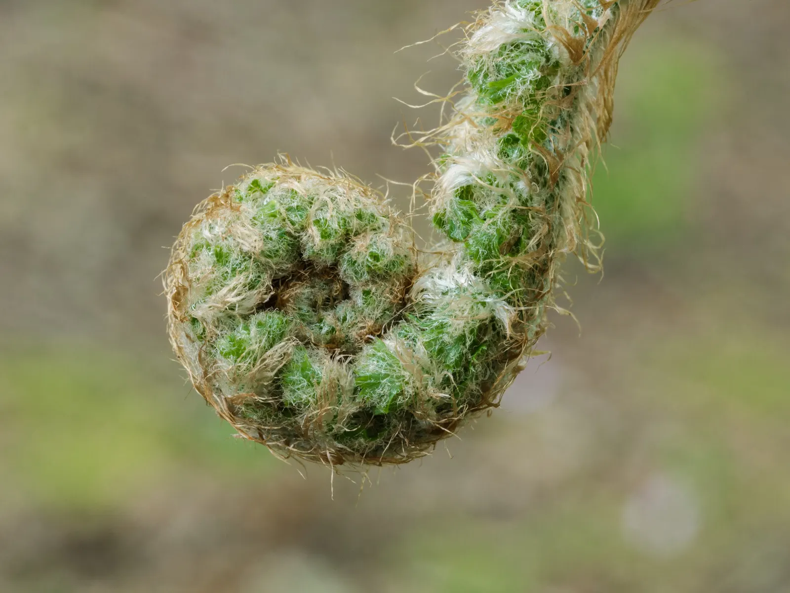 Alaska Fern (Polystichum Setiferum) — underplanting deciduous trees