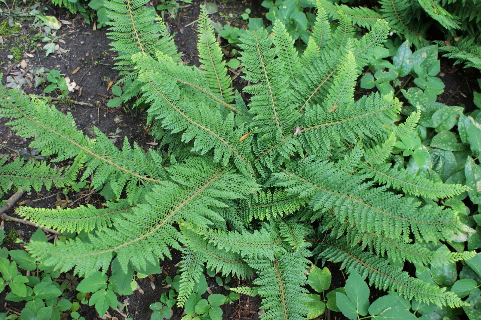 Alaska Fern (Polystichum Setiferum) — Ideal for a tranquil, green backdrop or as a graceful understory plant; the Alaska Fern is low maintenance, image 111