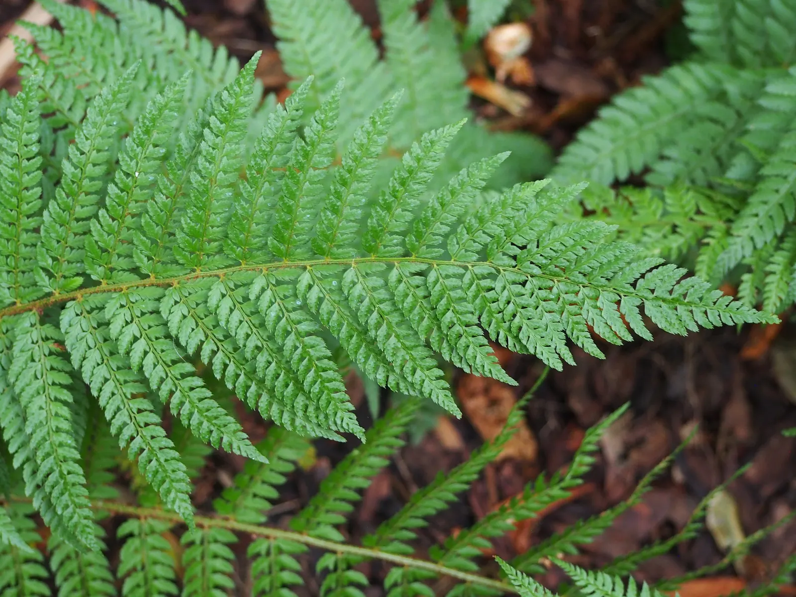 Alaska Fern (Polystichum Setiferum) — This species thrives in partial to full shade and prefers moist; the Alaska Fern is low maintenance, image 108