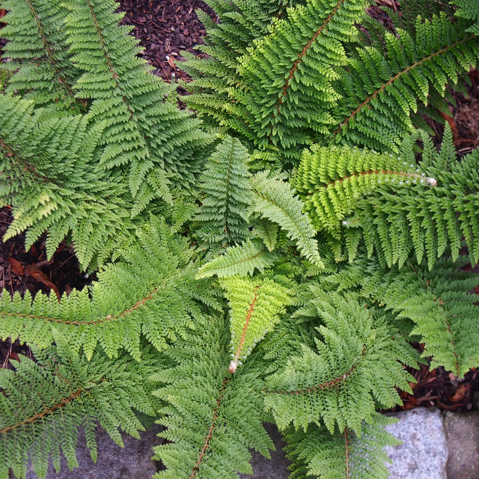 Alaska Fern (Polystichum Setiferum) — is a perennial fern recognizable by its lacy; enriching woodland gardens with its feathery texture, image 106