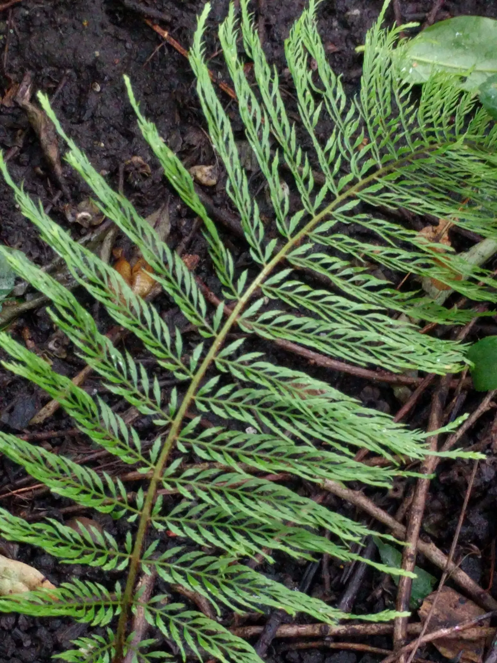 Alaska Fern (Polystichum Setiferum) — Hardy in zones 5-8, it's a robust addition providing year-round interest; although it tolerates a range of, image 131