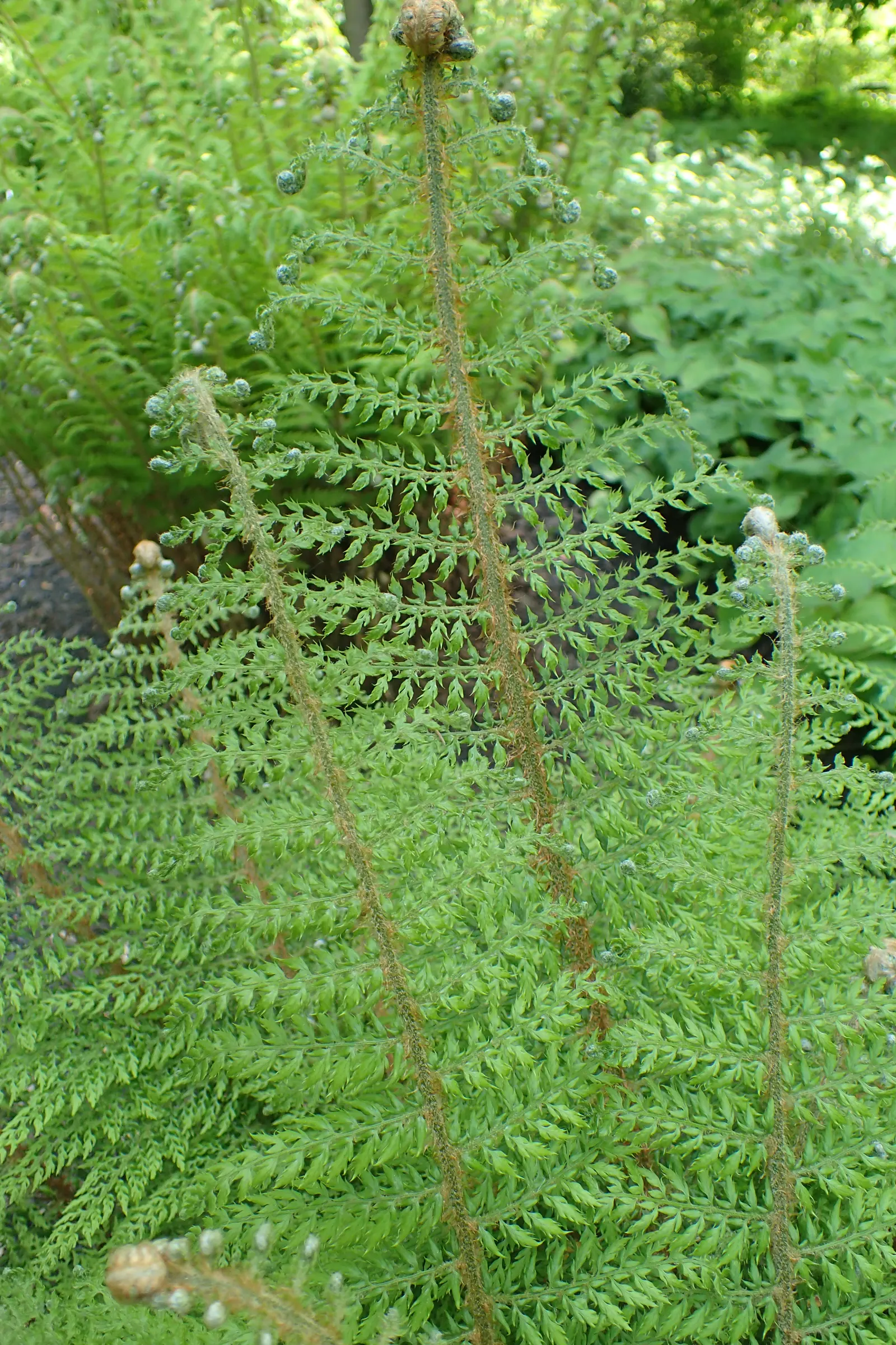 Alaska Fern (Polystichum Setiferum) — finely divided fronds that extend up to 2-3 feet long