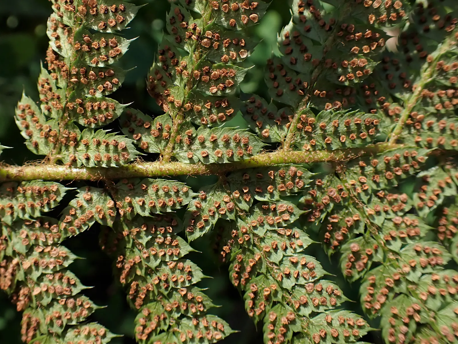 Alaska Fern (Polystichum Setiferum) — Hardy in zones 5-8, it's a robust addition providing year-round interest