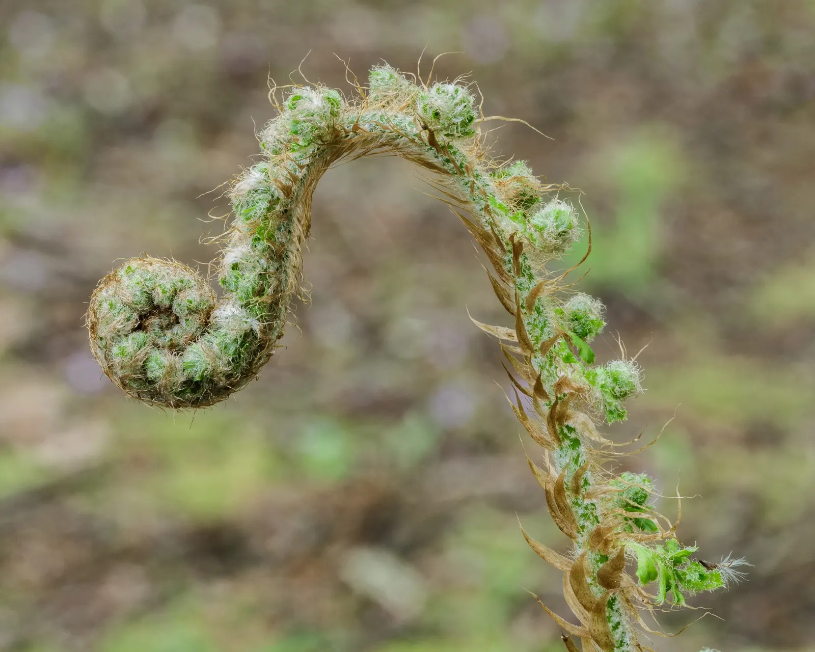 Alaska Fern (Polystichum Setiferum) — requiring minimal attention once established