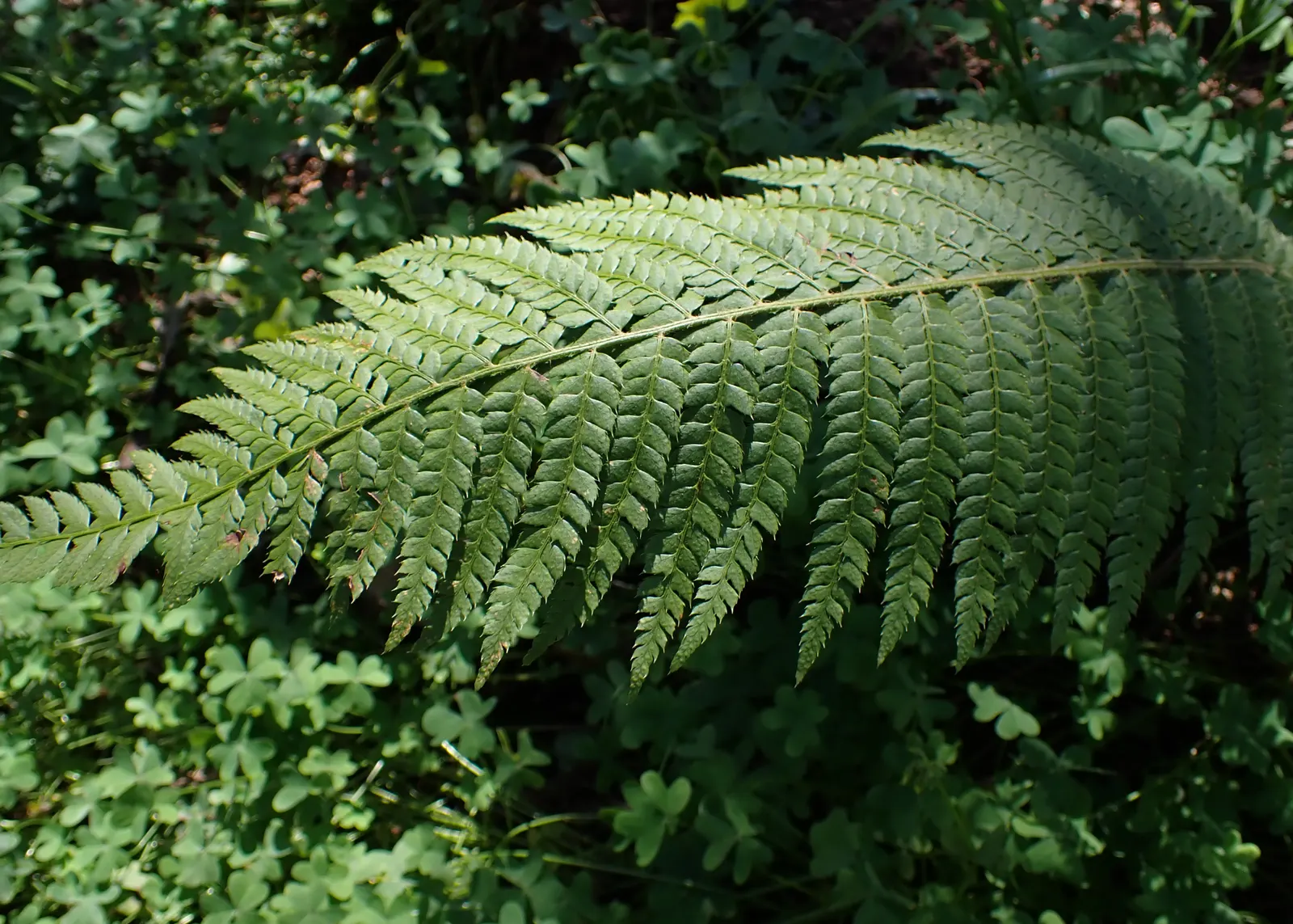 Alaska Fern (Polystichum Setiferum) — enriching woodland gardens with its feathery texture