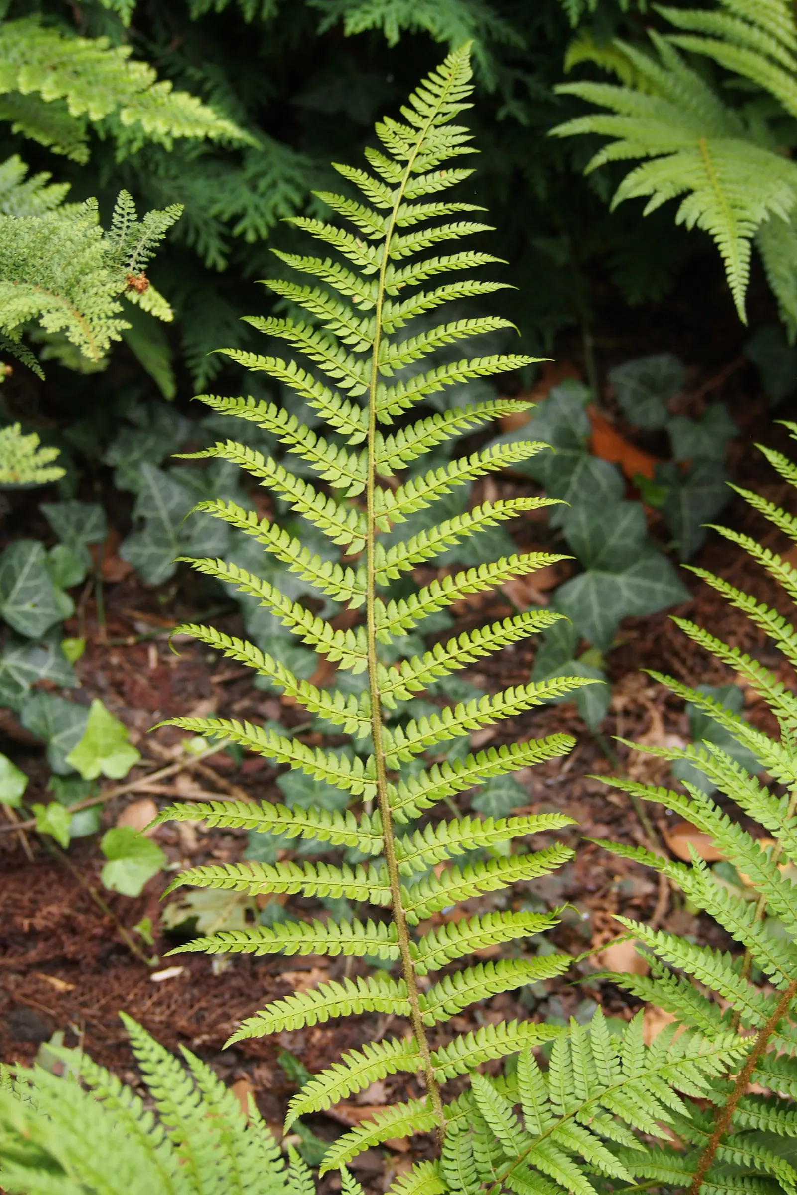 Alaska Fern (Polystichum Setiferum) — underplanting deciduous trees; although it tolerates a range of soil types, image 119