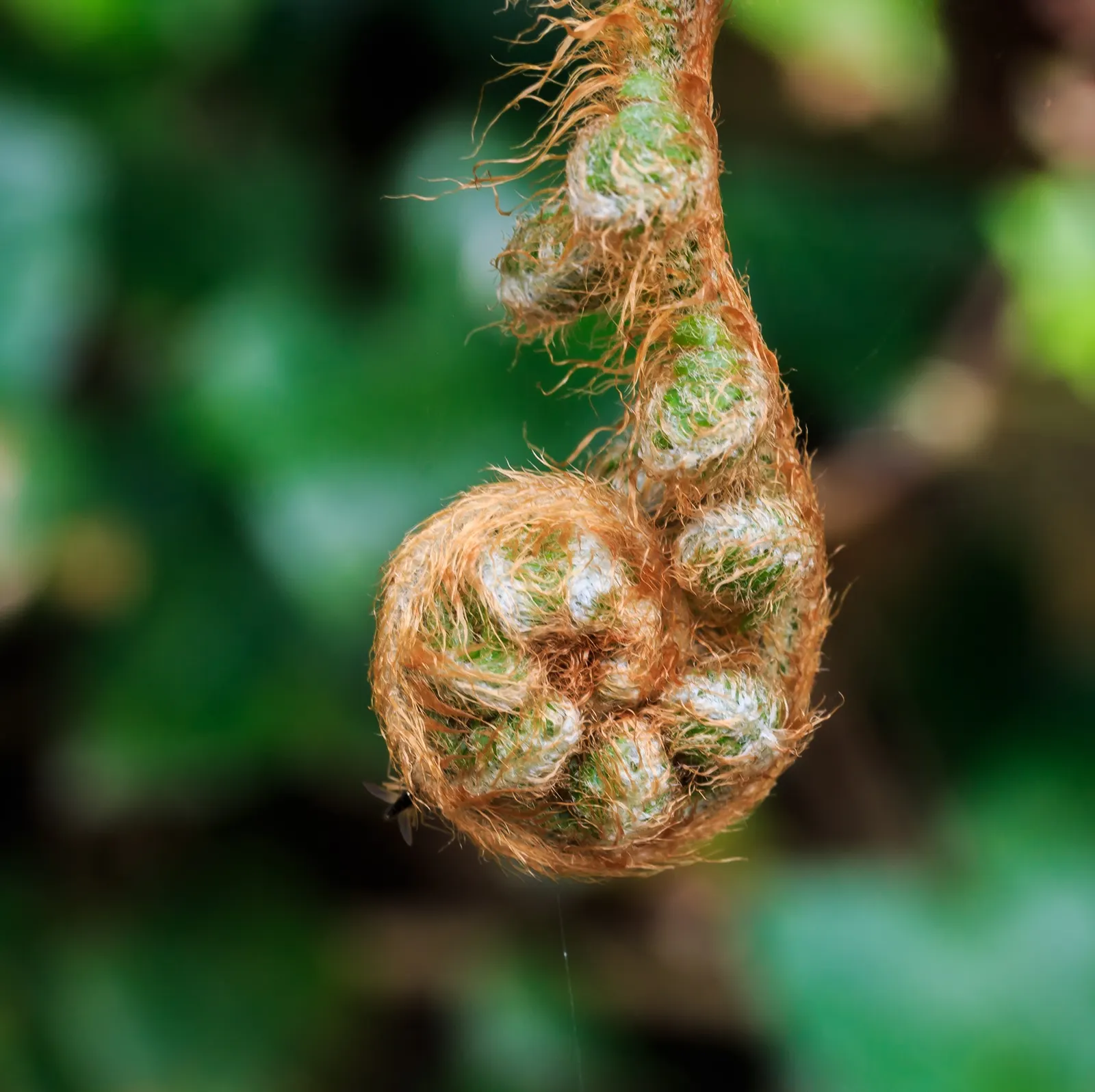 Alaska Fern (Polystichum Setiferum) — This fern's hardiness corresponds to USDA zones 5 through 8