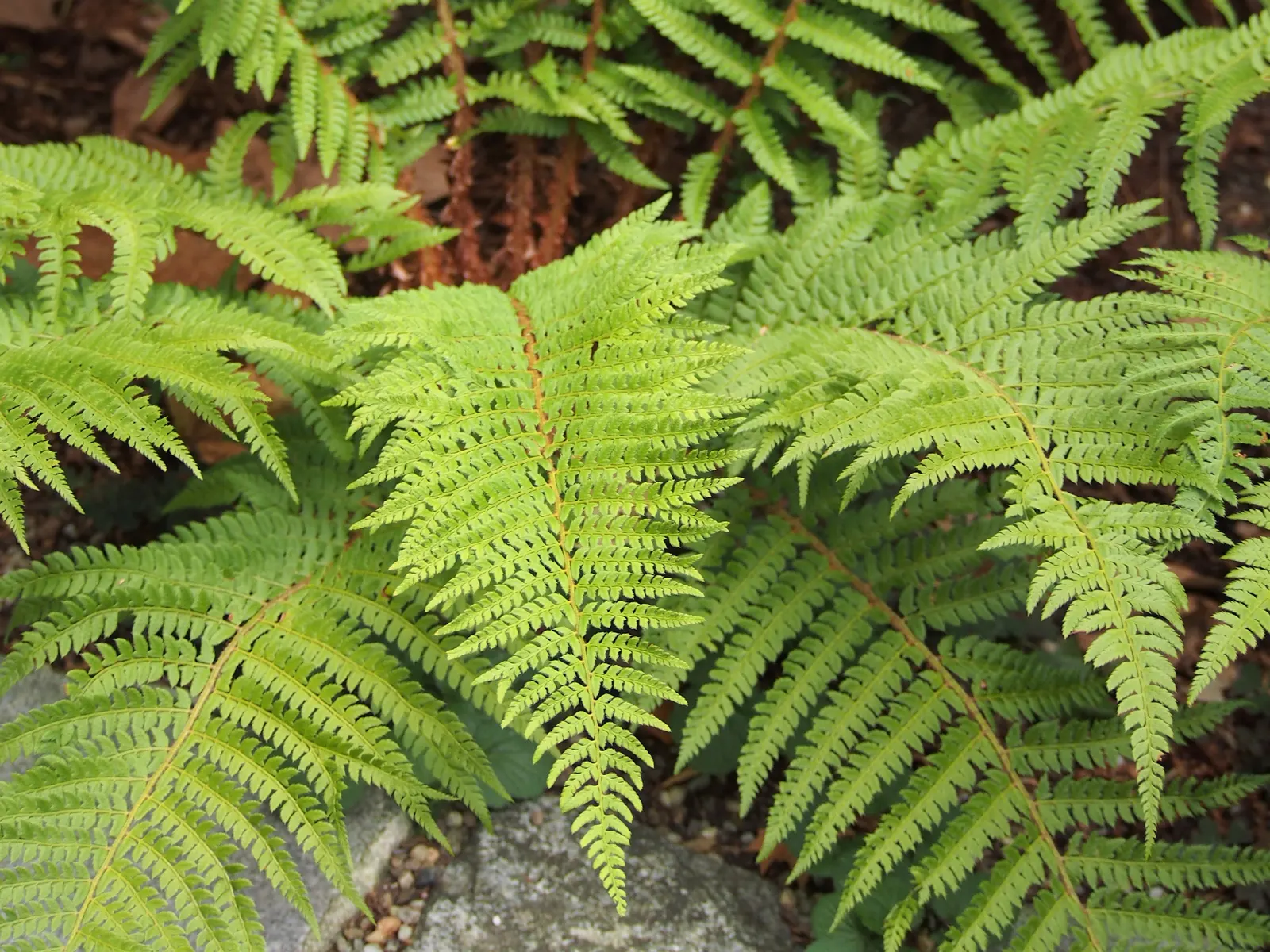 Alaska Fern (Polystichum Setiferum) — where it can assist in erosion control.<br><br>Aside from its ornamental value; although it tolerates a range, image 122