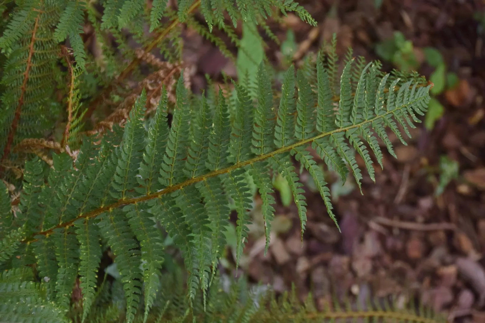 Alaska Fern (Polystichum Setiferum) — They are ideal for shaded borders; enriching woodland gardens with its feathery texture, image 118