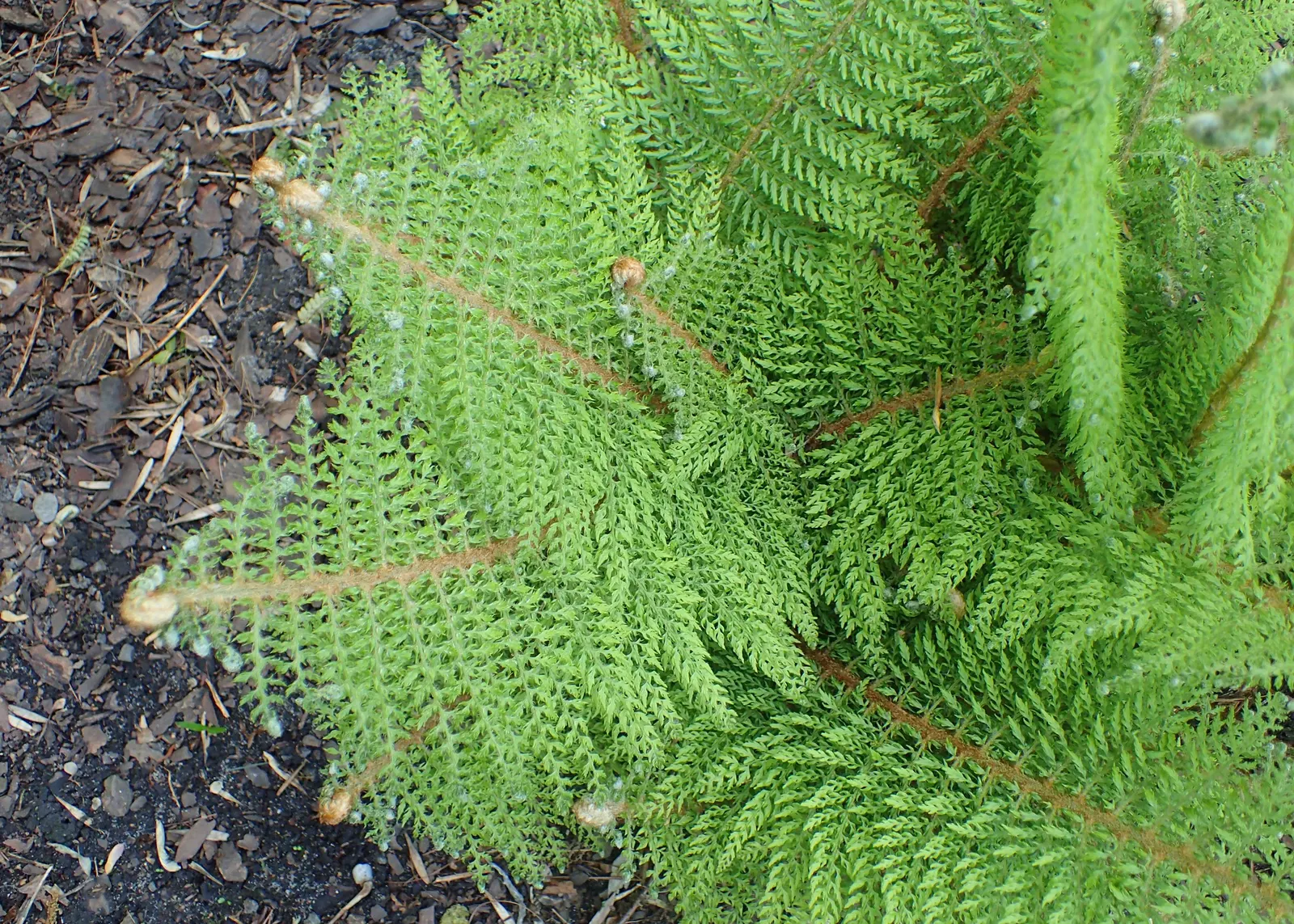 Alaska Fern (Polystichum Setiferum) — It is also resistant to most pests and diseases; although it tolerates a range of soil types, image 125