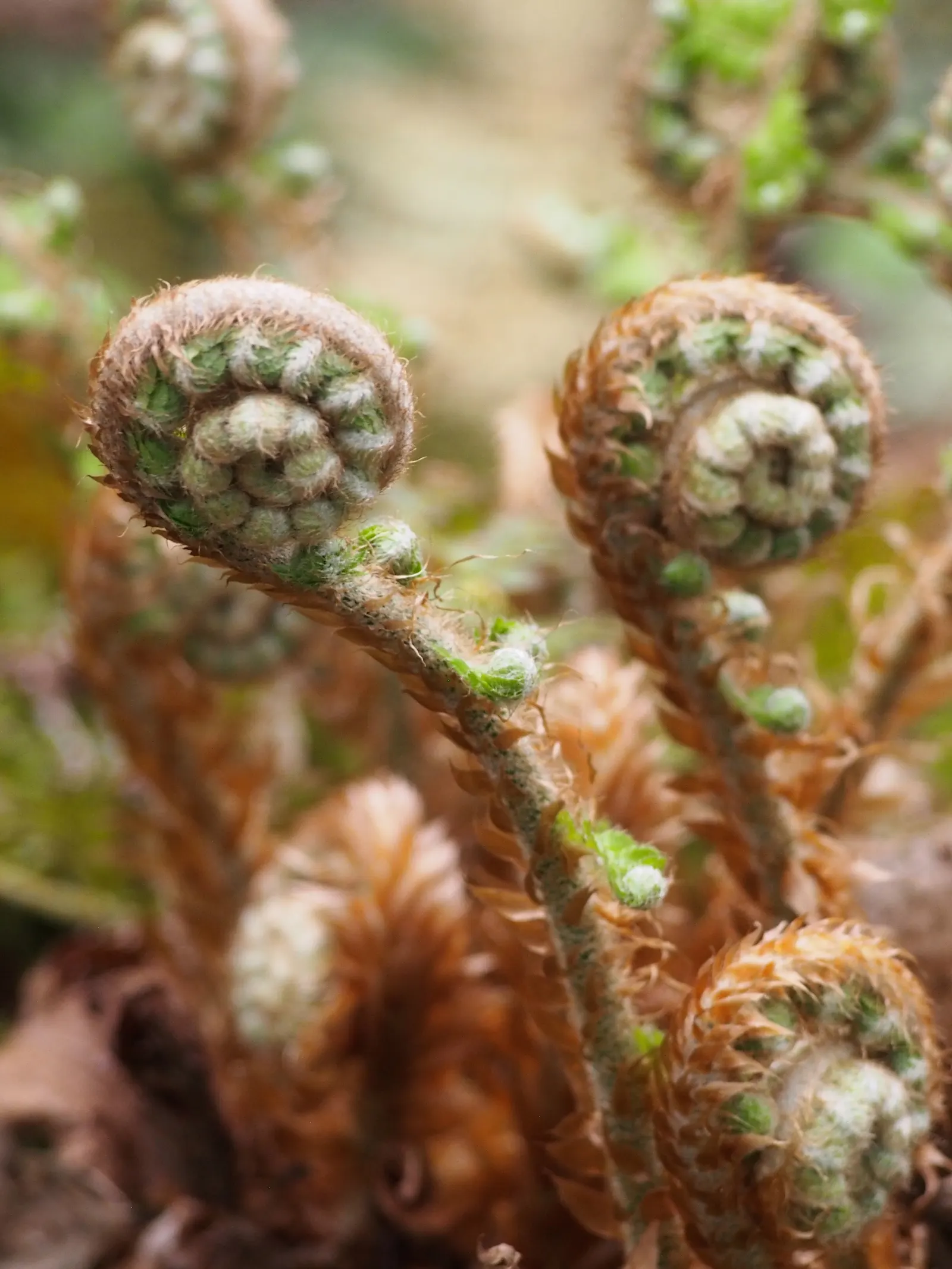 Alaska Fern (Polystichum Setiferum) — scientifically named Polystichum setiferum; enriching woodland gardens with its feathery texture, image 112