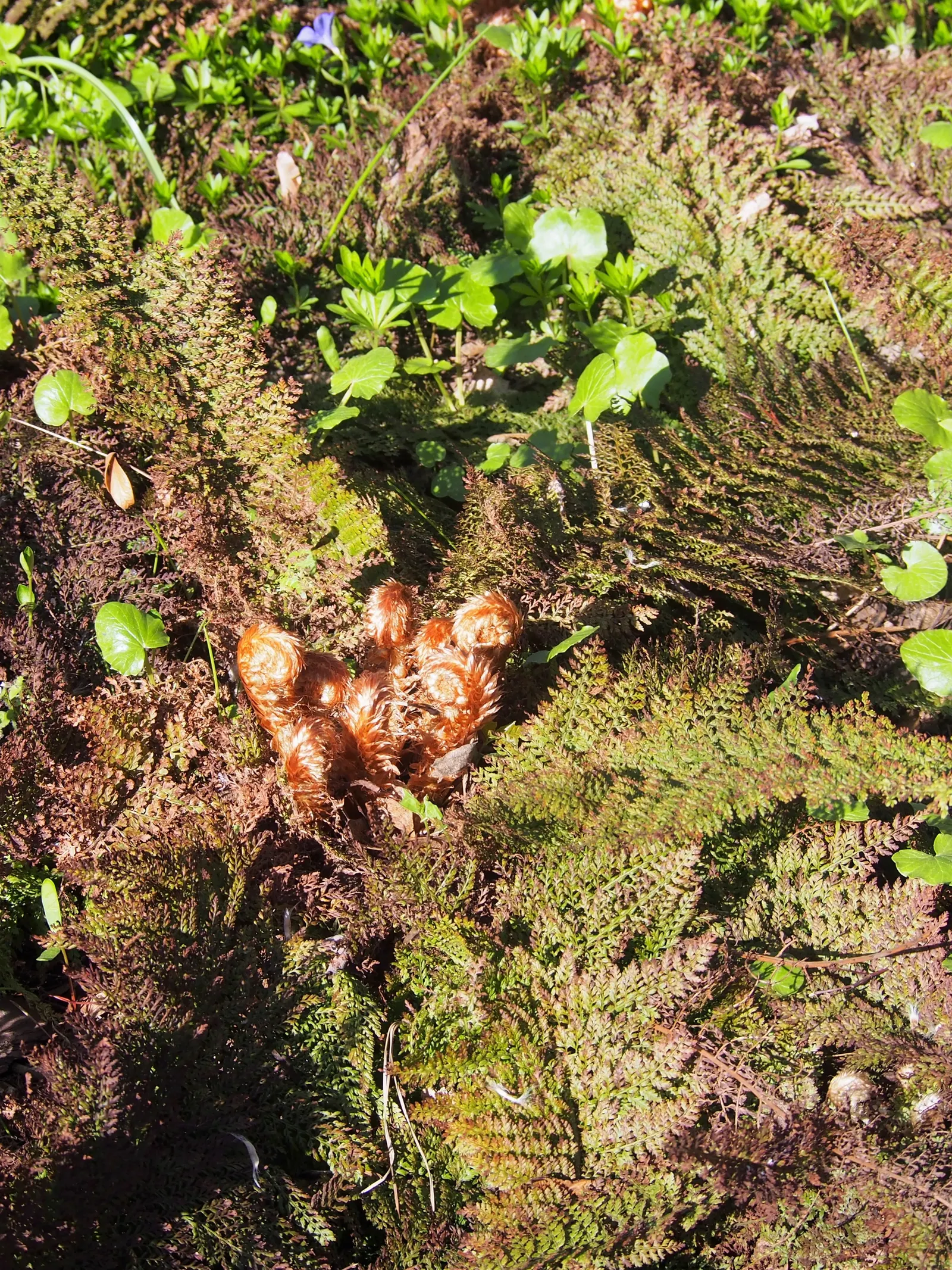 Alaska Fern (Polystichum Setiferum) — enriching woodland gardens with its feathery texture, image 130