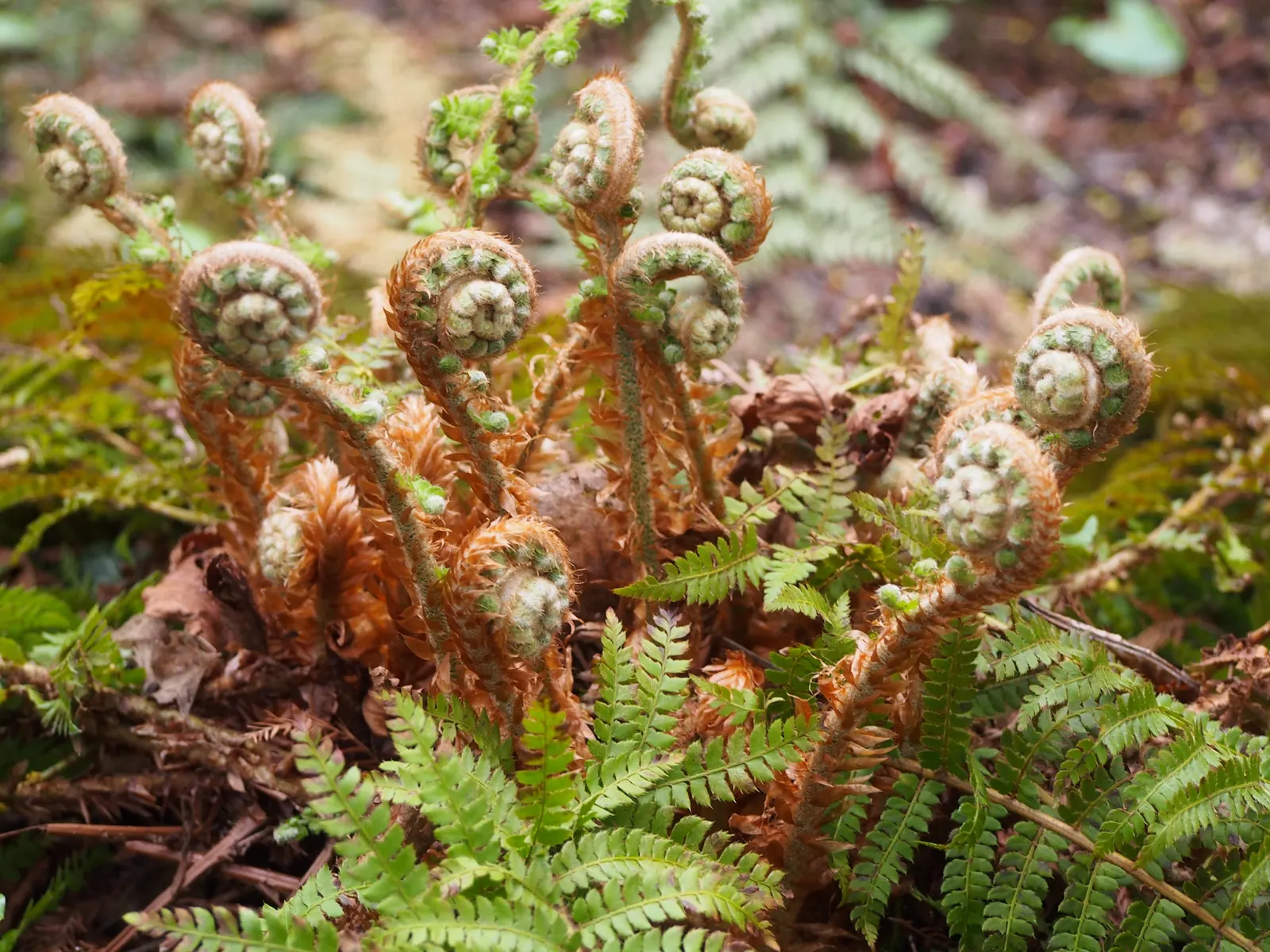 Alaska Fern (Polystichum Setiferum) — This fern's hardiness corresponds to USDA zones 5 through 8; the Alaska Fern is low maintenance, image 117