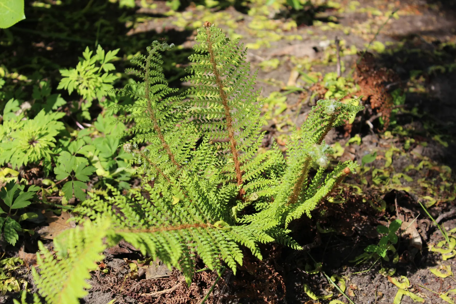Alaska Fern (Polystichum Setiferum) — the Alaska Fern is low maintenance, image 123