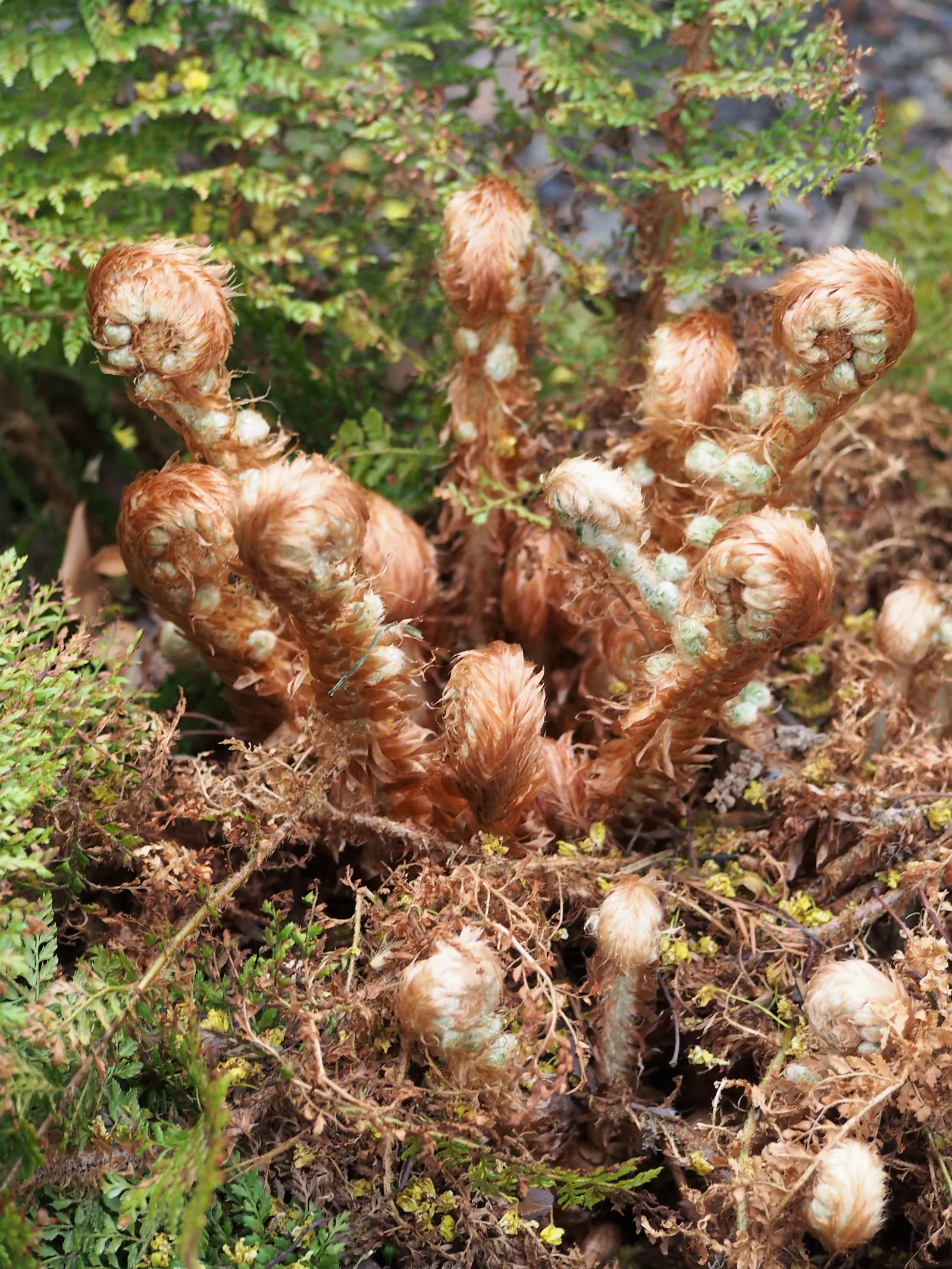 Alaska Fern (Polystichum Setiferum) — This species thrives in partial to full shade and prefers moist; the Alaska Fern is low maintenance, image 129