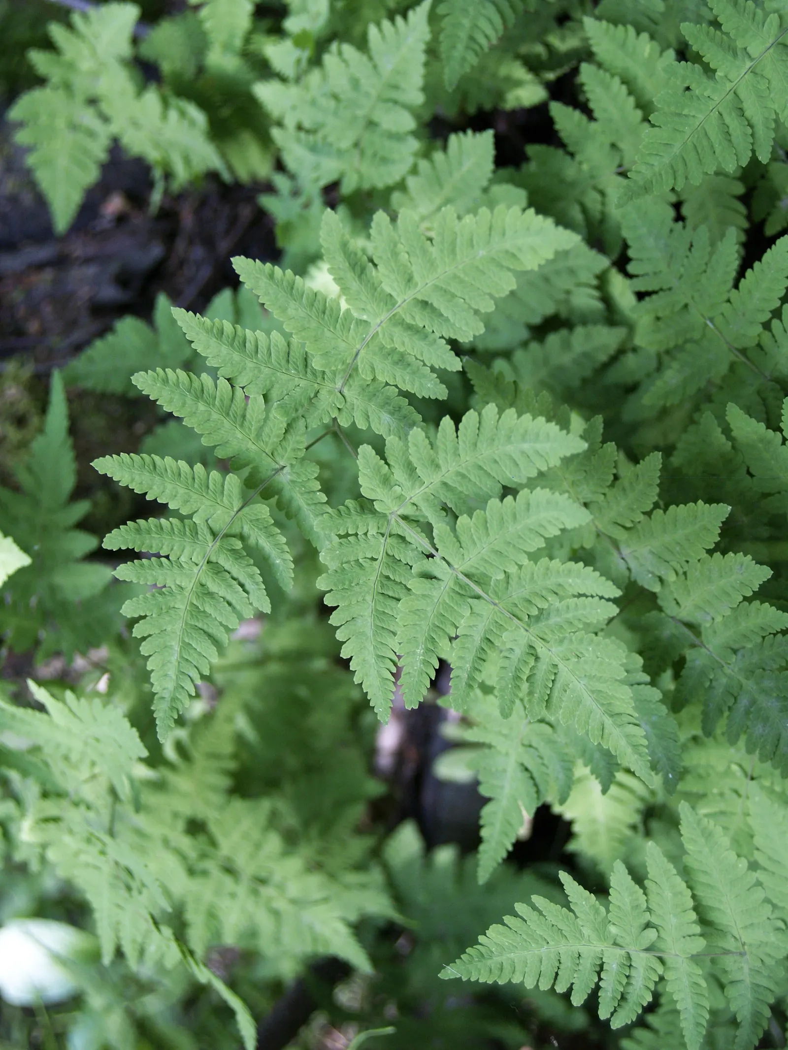 Alaska Fern (Polystichum Setiferum) — where it can assist in erosion control.<br><br>Aside from its ornamental value; although it tolerates a range, image 101