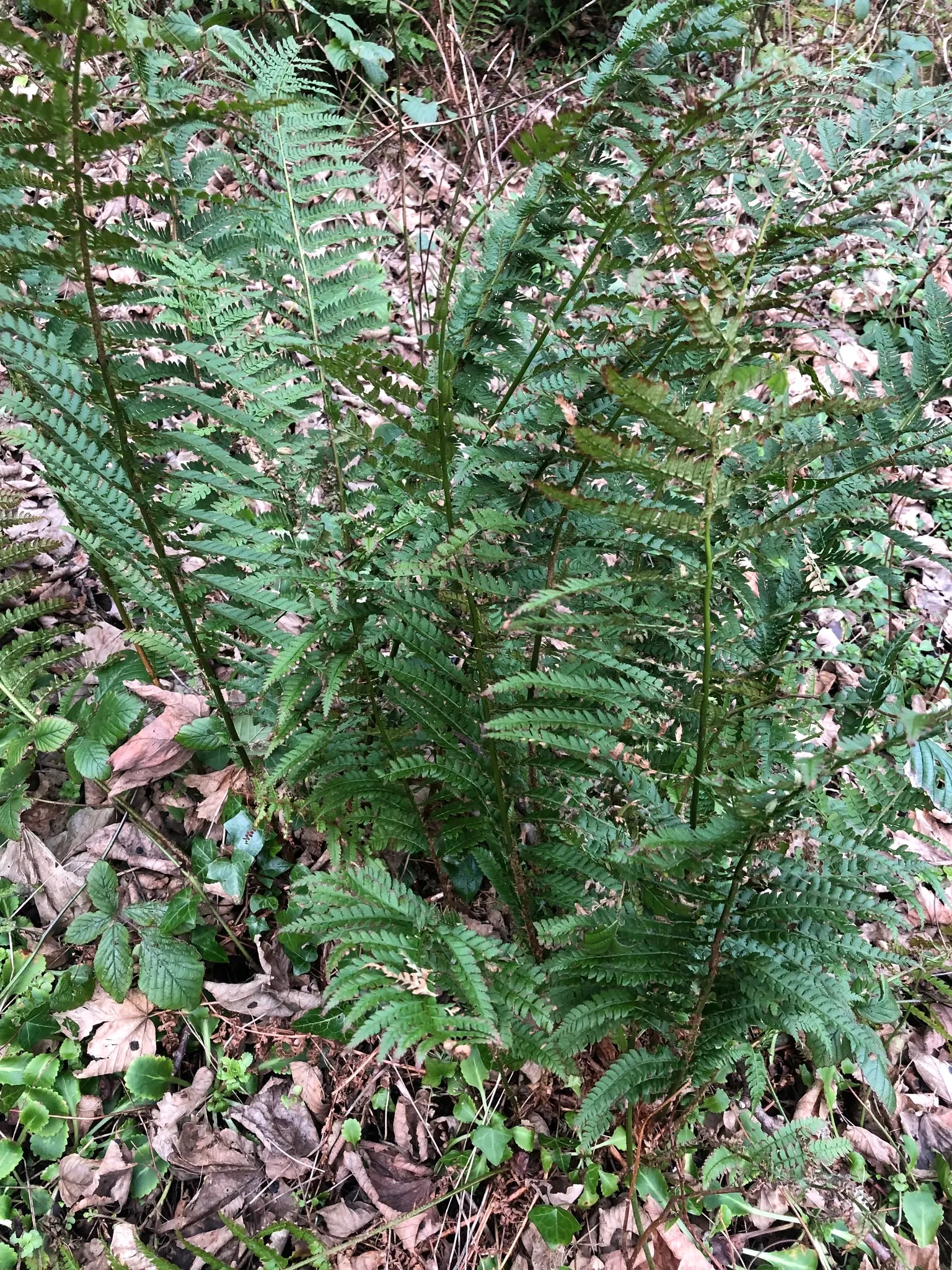 Alaska Fern (Polystichum Setiferum) — This fern's hardiness corresponds to USDA zones 5 through 8; the Alaska Fern is low maintenance, image 75