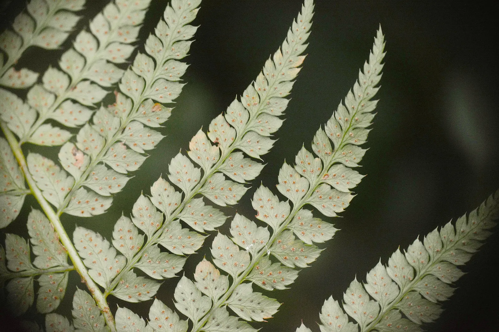 Alaska Fern (Polystichum Setiferum) — Although it tolerates a range of soil types, image 74