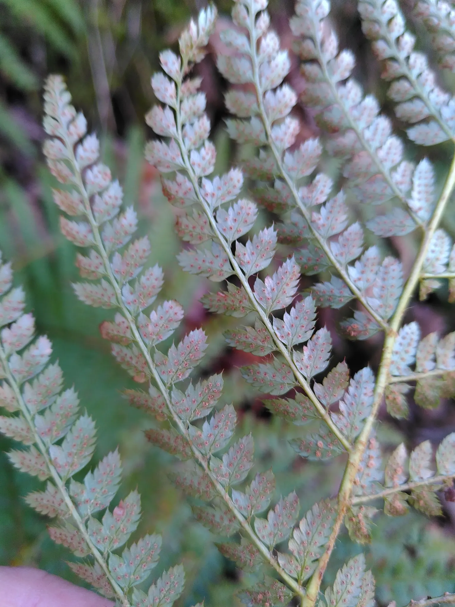 Alaska Fern (Polystichum Setiferum) — This species thrives in partial to full shade and prefers moist; the Alaska Fern is low maintenance, image 66