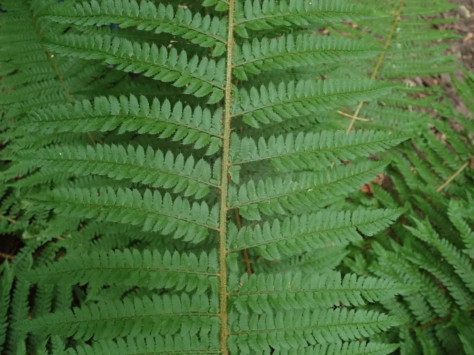 Alaska Fern (Polystichum Setiferum) — where it can assist in erosion control.<br><br>Aside from its ornamental value; although it tolerates a range, image 80