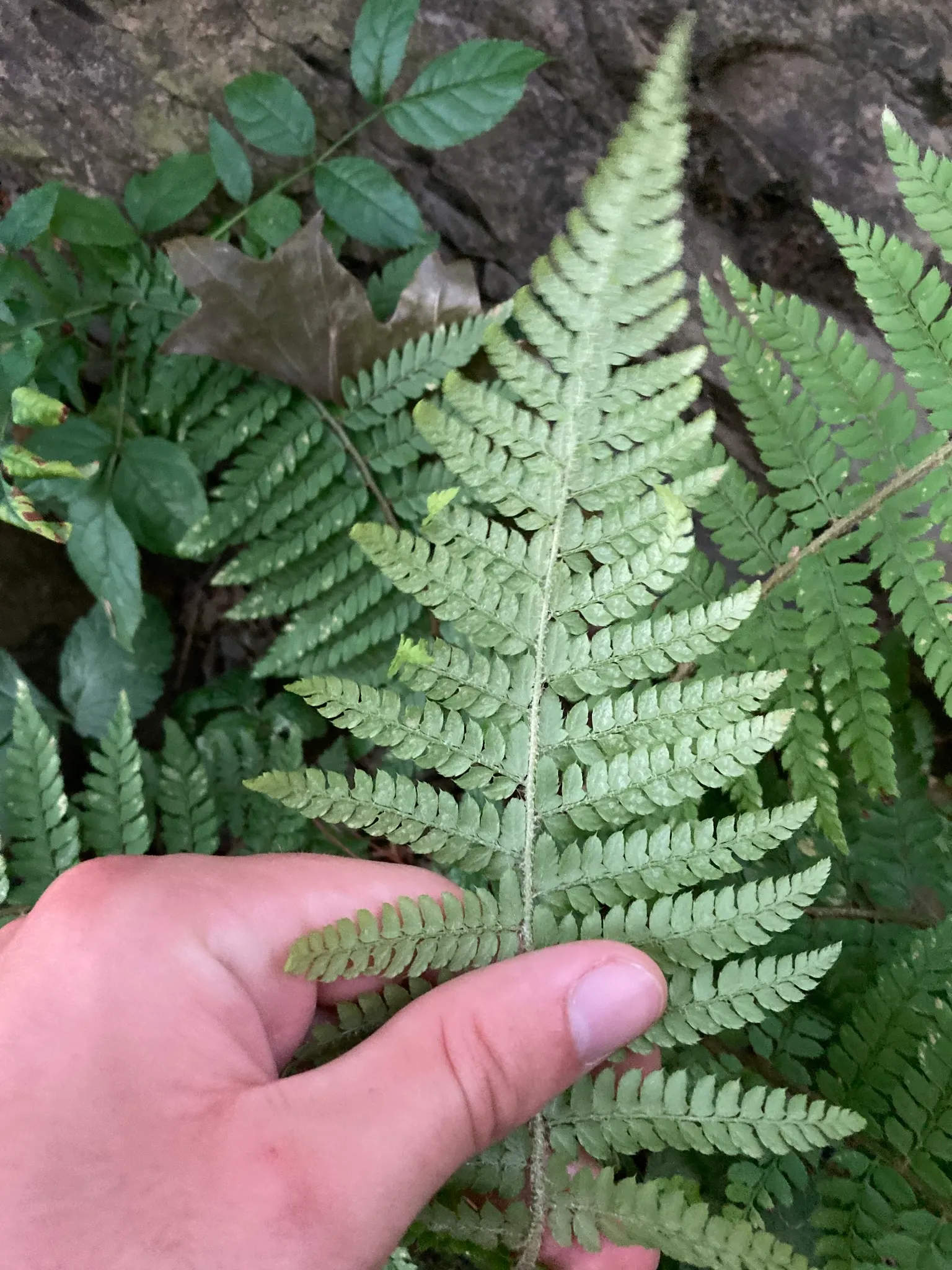 Alaska Fern (Polystichum Setiferum) — enriching woodland gardens with its feathery texture, image 67