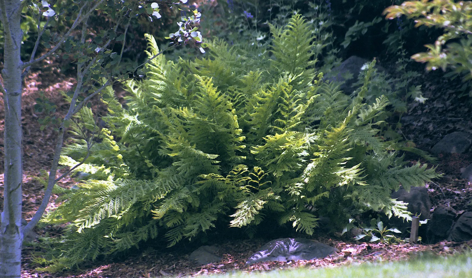 Alaska Fern (Polystichum Setiferum) — It is also resistant to most pests and diseases; although it tolerates a range of soil types, image 104