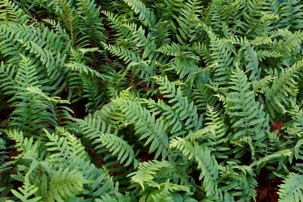 Alaska Fern (Polystichum Setiferum) — requiring minimal attention once established; enriching woodland gardens with its feathery texture, image 103
