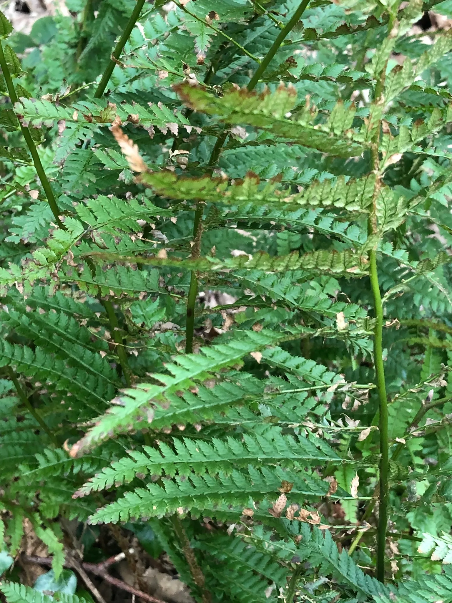Alaska Fern (Polystichum Setiferum) — feathery fronds that provide textural contrast in garden landscapes; although it tolerates a range of soil, image 71