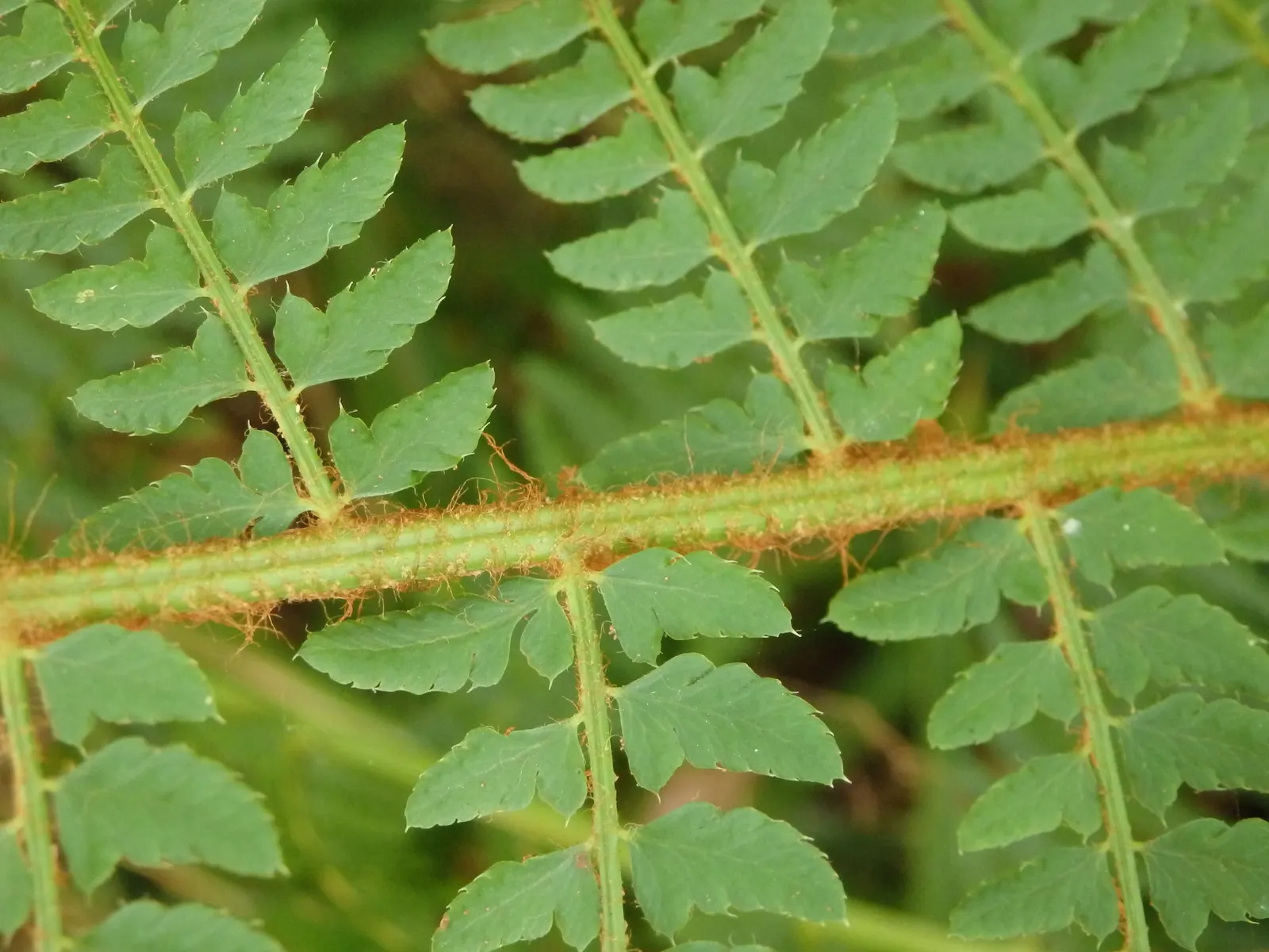 Alaska Fern (Polystichum Setiferum) — It is also resistant to most pests and diseases; although it tolerates a range of soil types, image 83