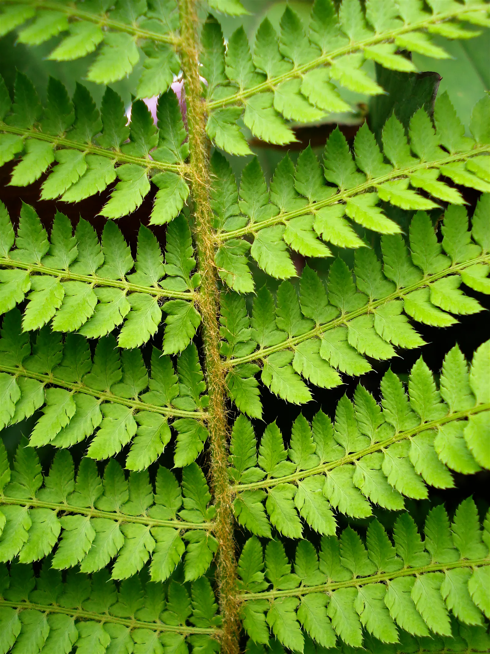 Alaska Fern (Polystichum Setiferum) — finely divided fronds that extend up to 2-3 feet long; although it tolerates a range of soil types