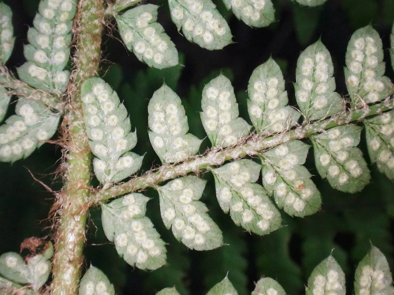Alaska Fern (Polystichum Setiferum) — feathery fronds that provide textural contrast in garden landscapes; although it tolerates a range of soil, image 50