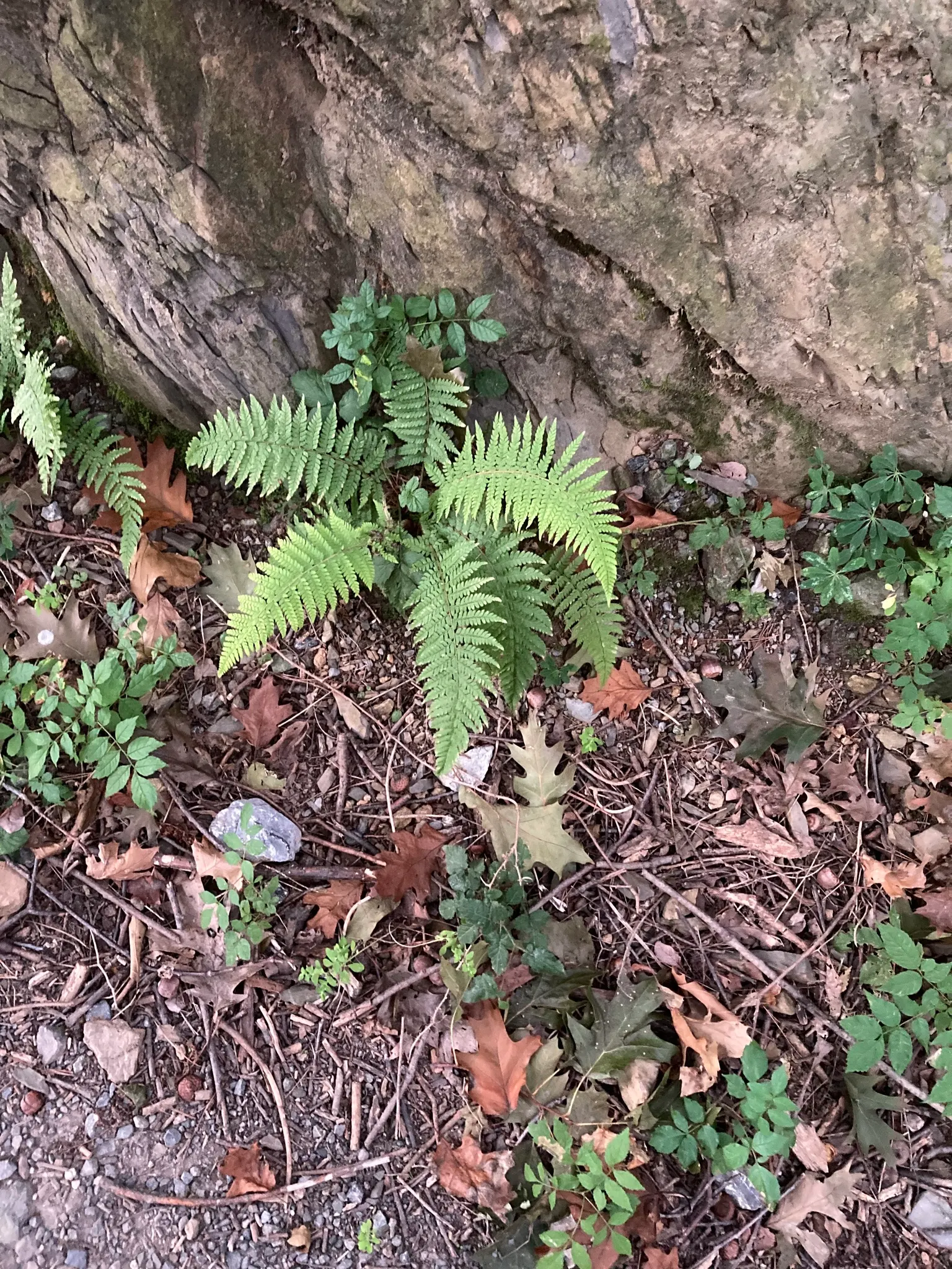 Alaska Fern (Polystichum Setiferum) — fern for deep shade or half or shade; the Alaska Fern is low maintenance, image 63