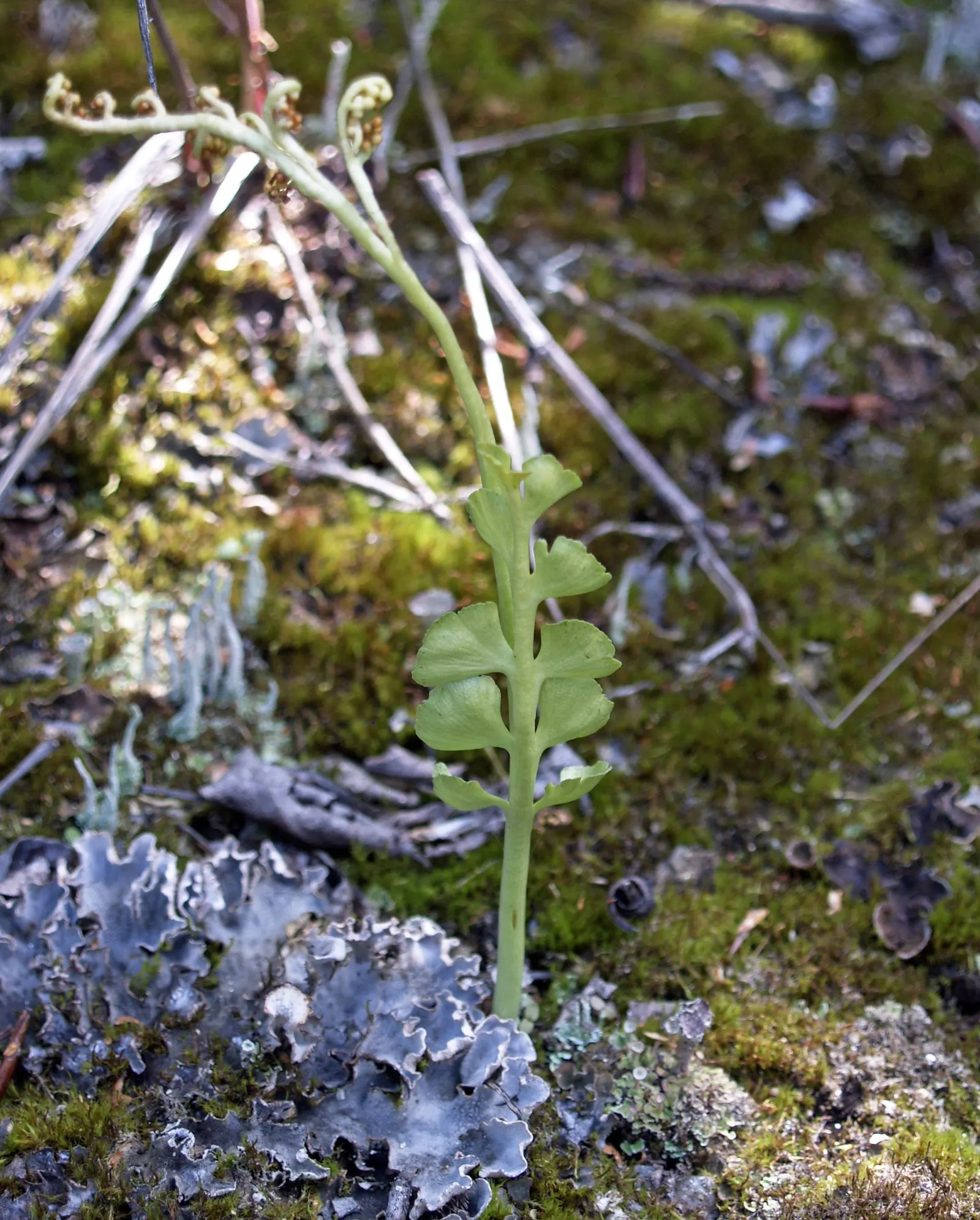 Alaska Fern (Polystichum Setiferum) — This species is renowned for its lush; the Alaska Fern is low maintenance, image 72