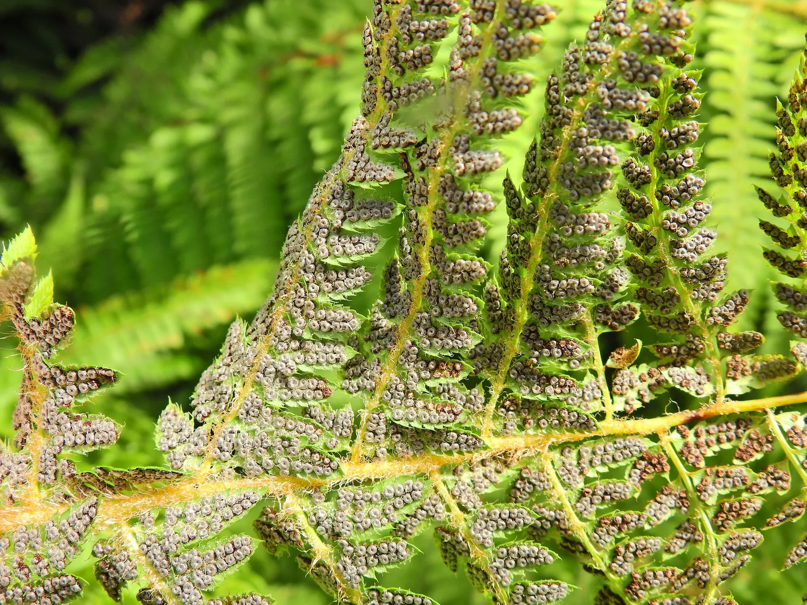 Alaska Fern (Polystichum Setiferum) — They are ideal for shaded borders; enriching woodland gardens with its feathery texture, image 55
