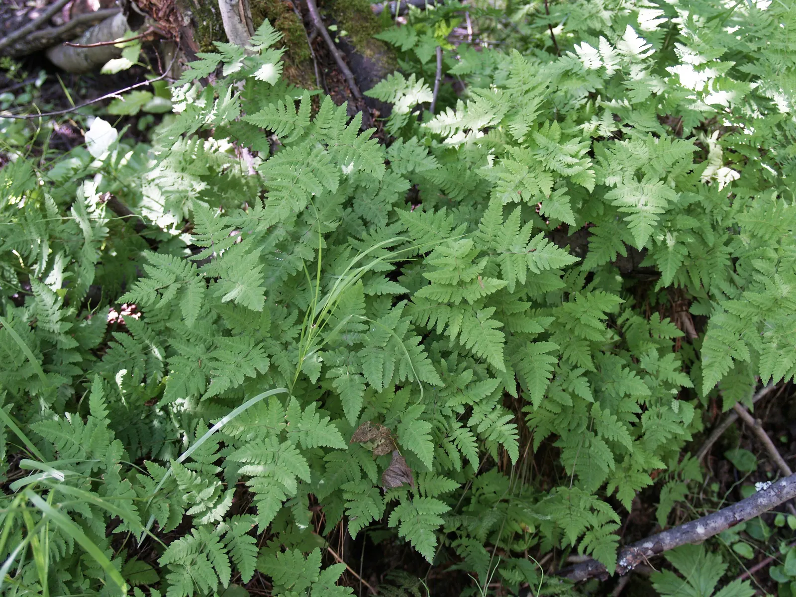 Alaska Fern (Polystichum Setiferum) — or as a complement to other shade-loving plants in a mixed bed; the Alaska Fern is low maintenance, image 99
